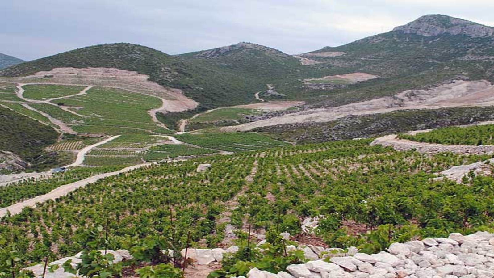 Wine tasting and visit to Ston - Photo 10