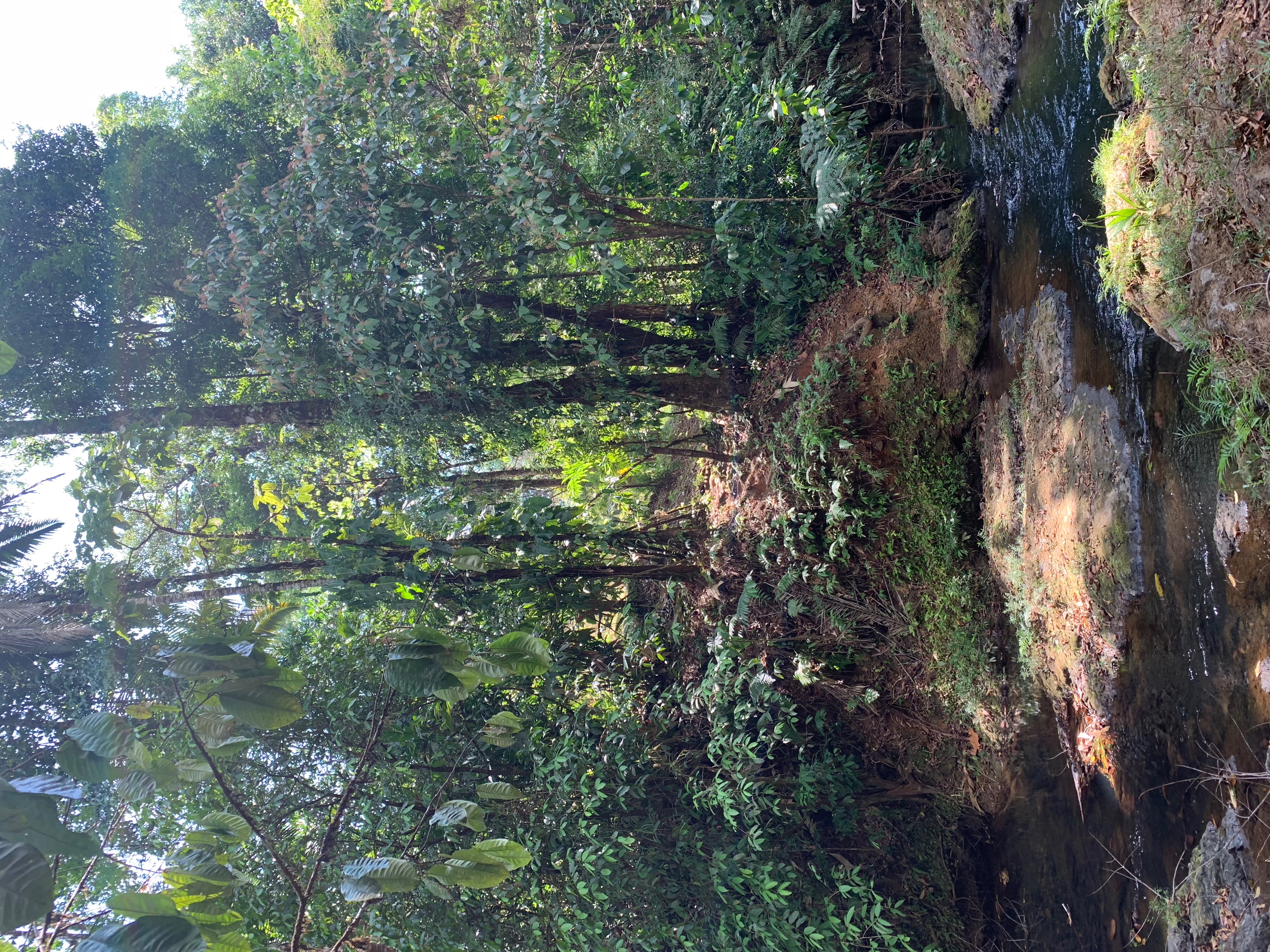 Paraiso verde Corcovado Day Tour 3