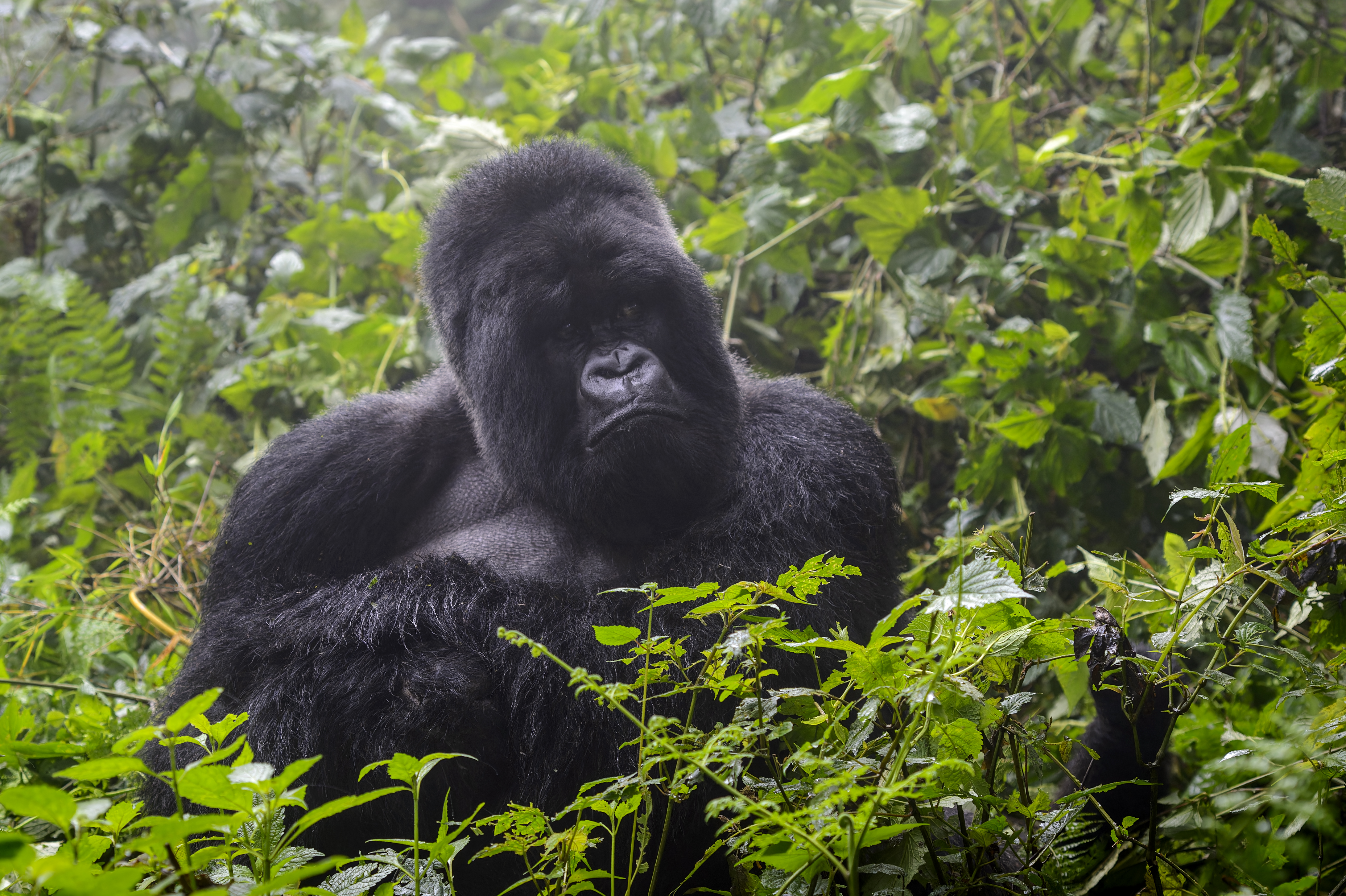 Gorilla trekking through bamboo forest in Volcanoes National Park