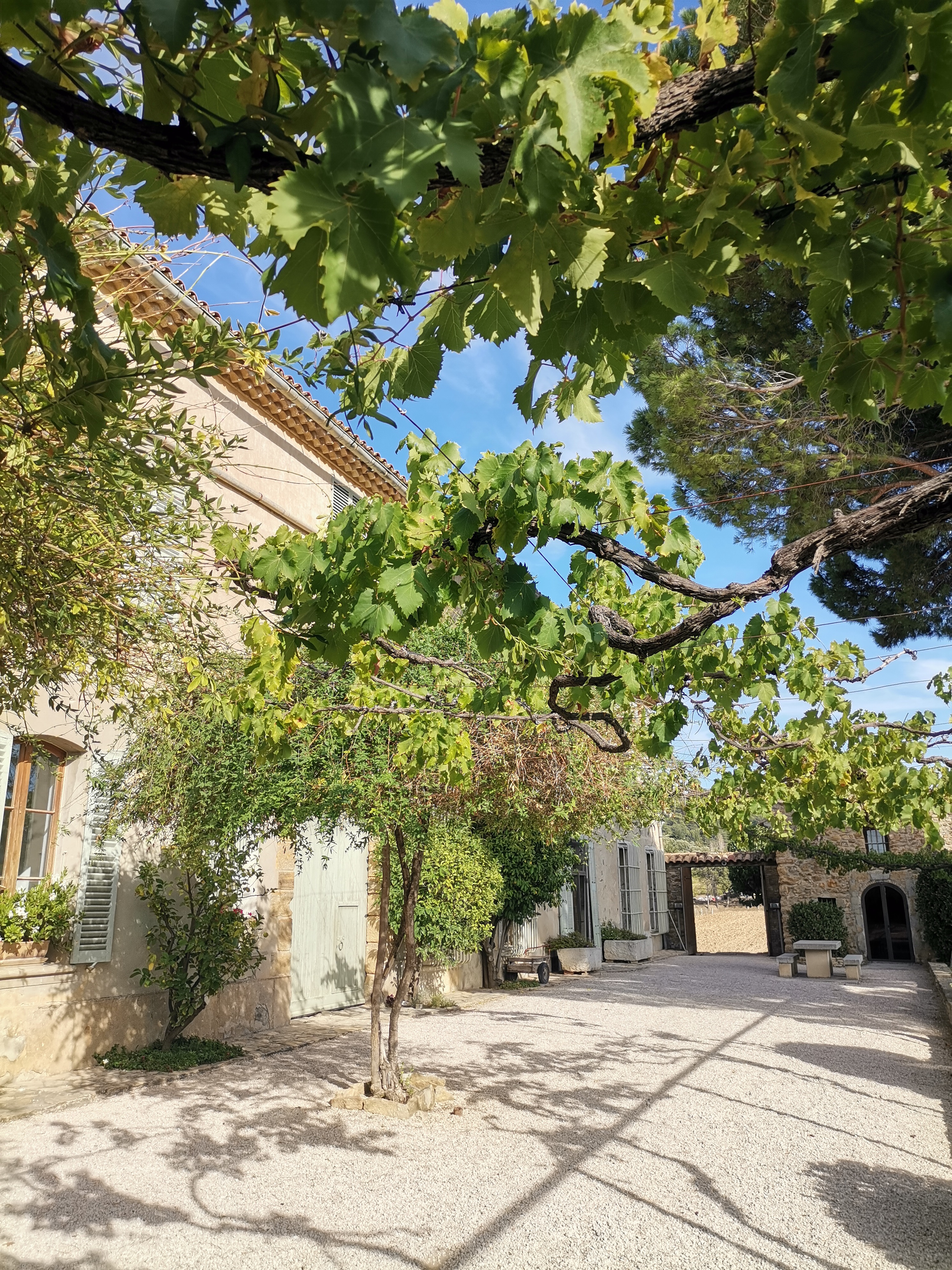 The vineyards of the Coteaux d'Aix-en-Provence and the Sainte-Victoire Mountain - Photo 7