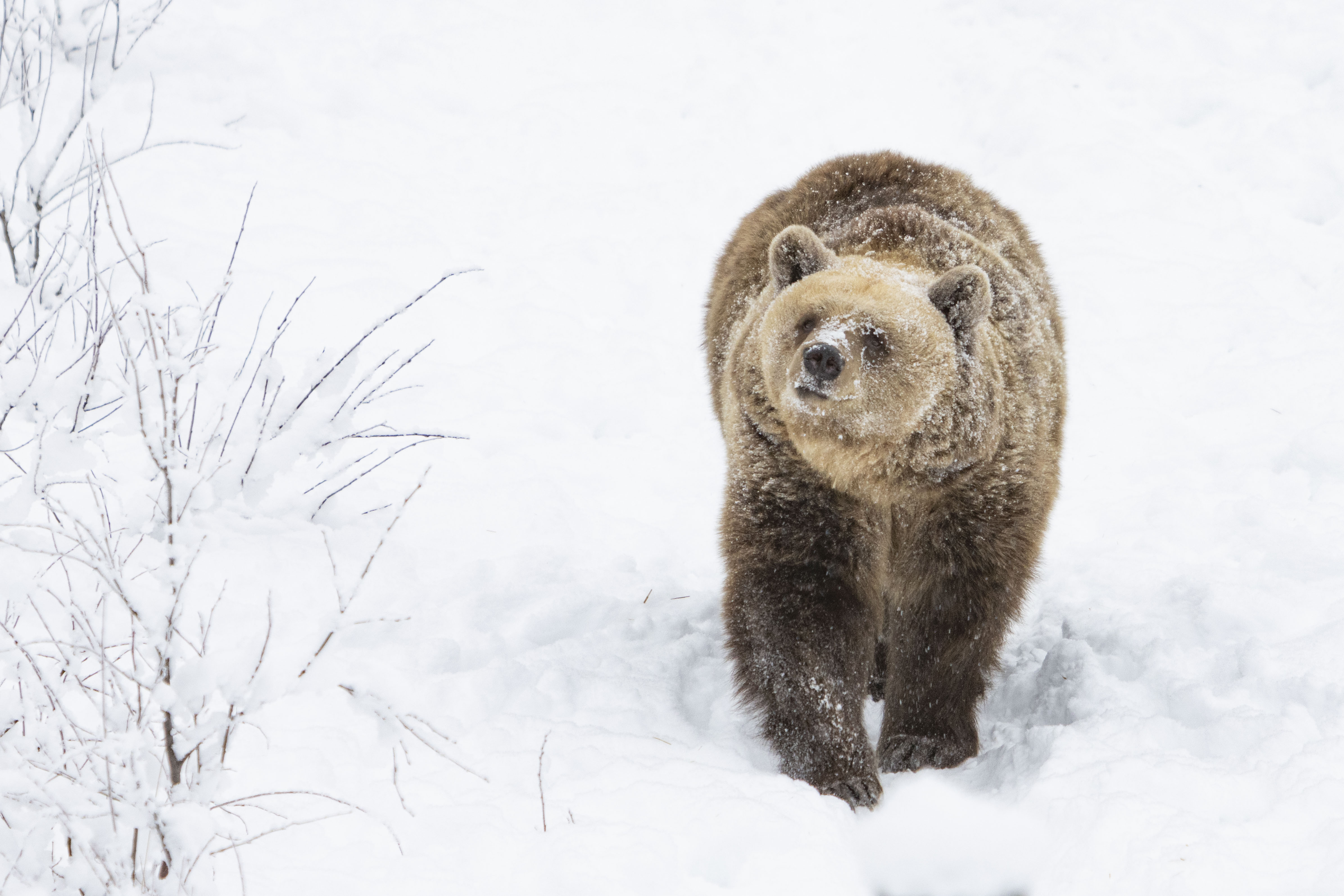 Arctic Zoo – Day in Ranua Wildlife Park – Image 2 | WeShare