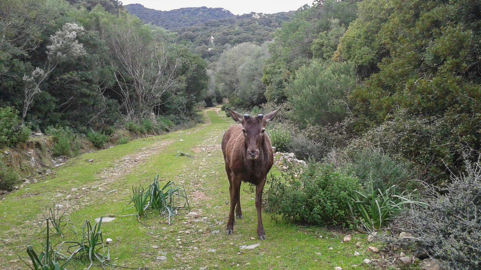 Castiadas: trekking in the S'Acqua Callenti forest - Photo 4