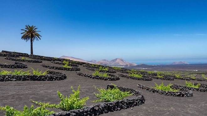 Wine and Vineyards Tour desde Playa Blanca (solo se realiza en inglés)