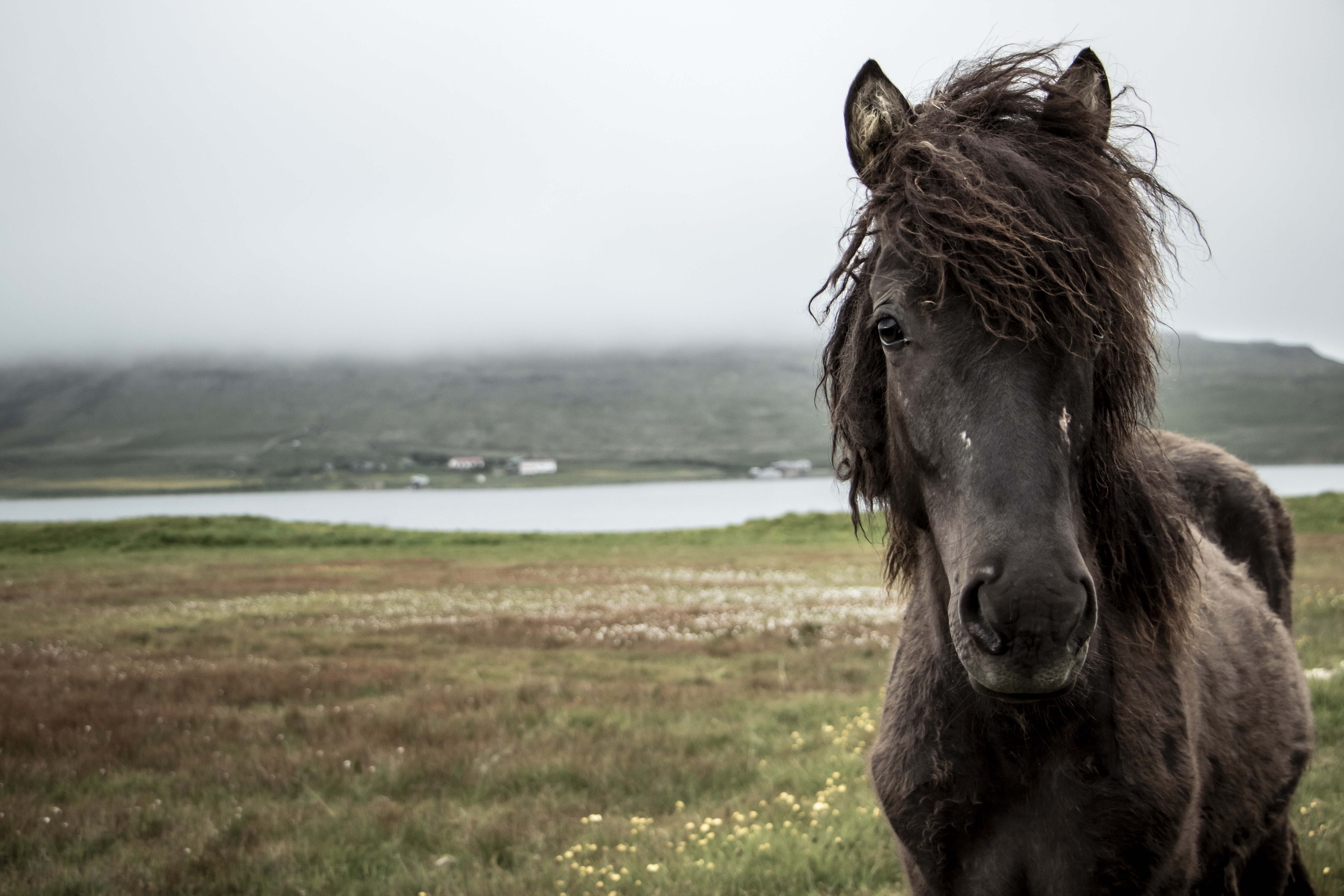South Coast & Black Sand Horse Riding Tour - photo 17