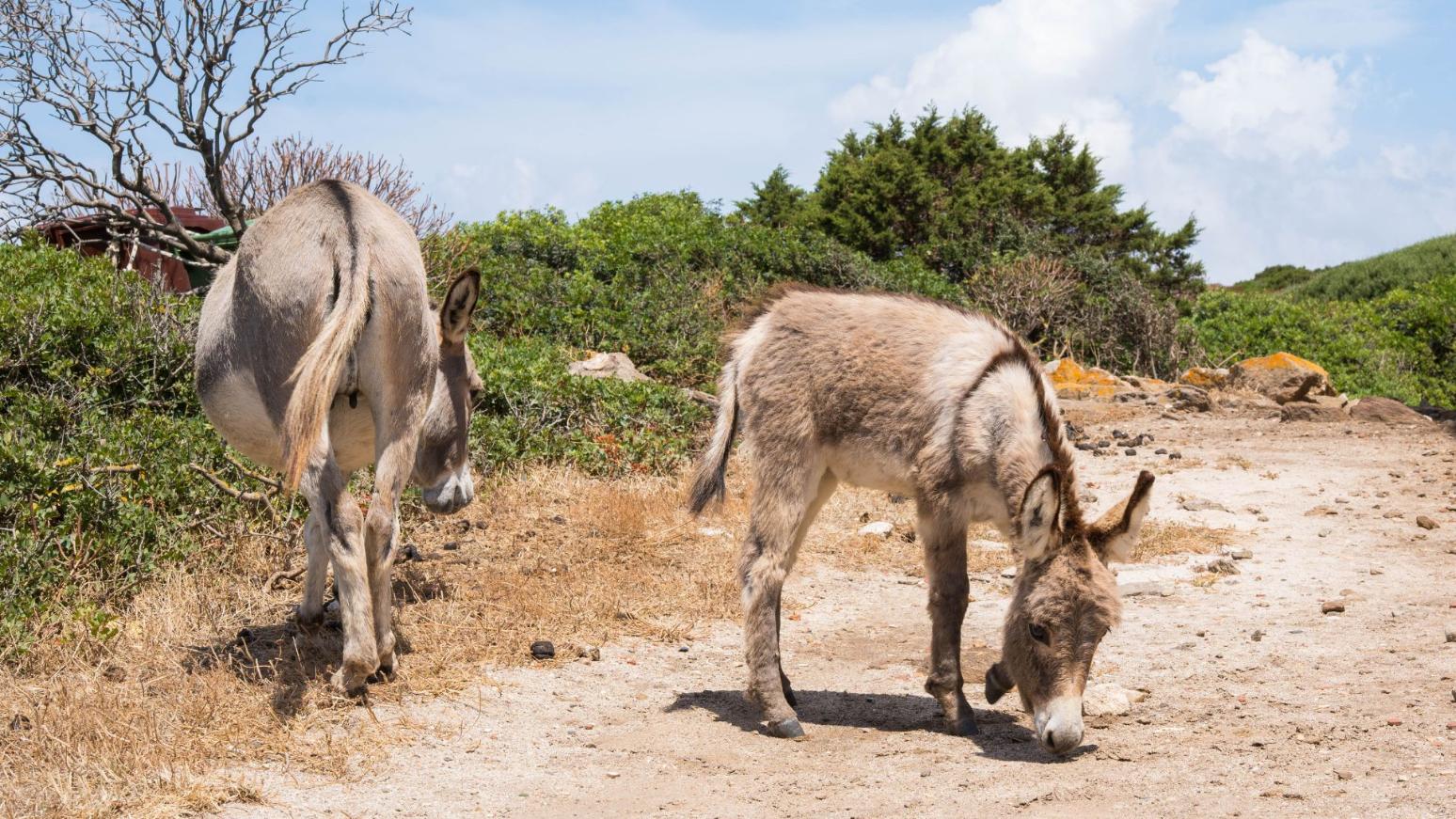 From Stintino: sailing trip to Asinara - Photo 21