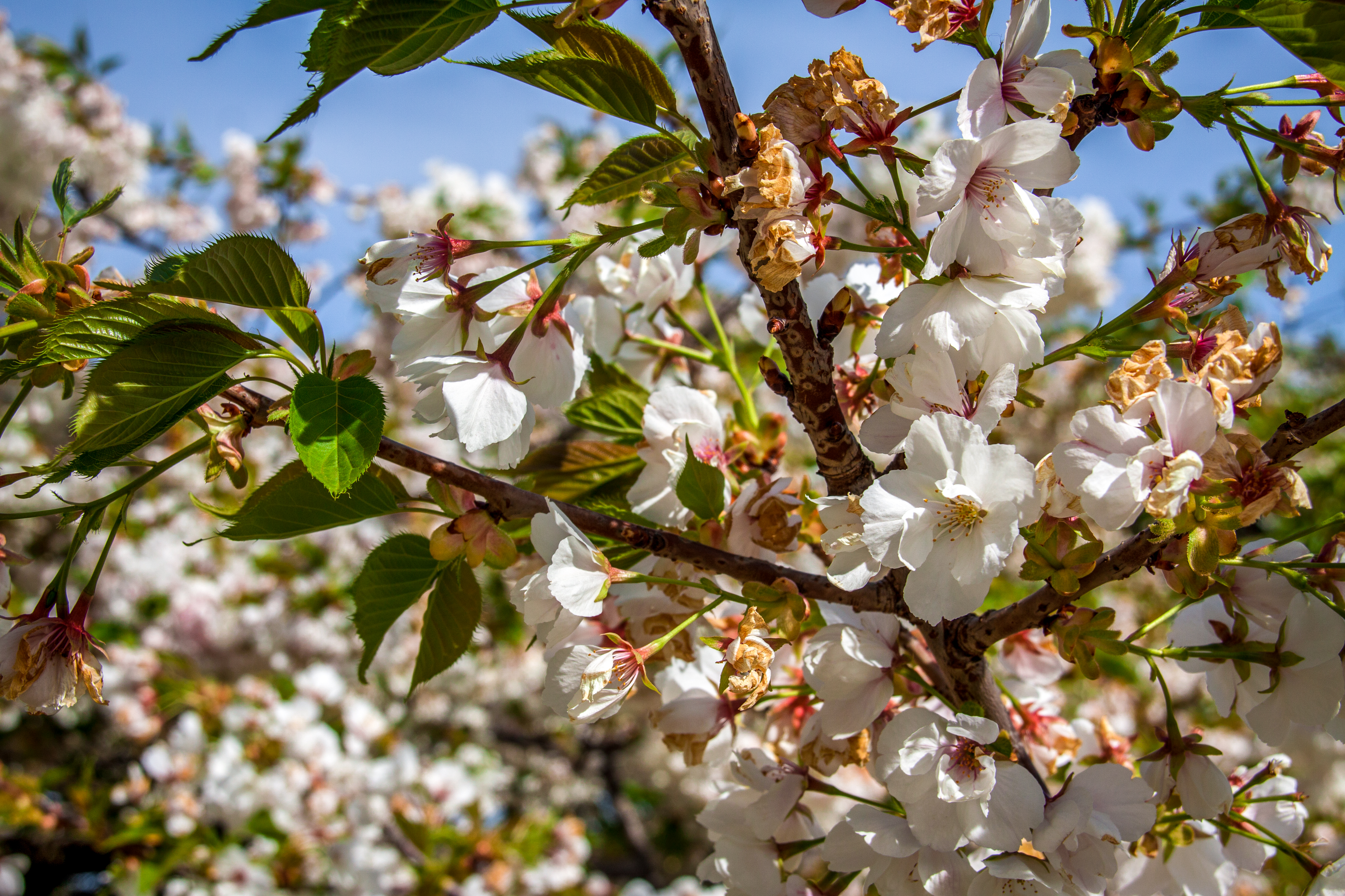 Stroll in the Jardin des Plantes (Botanical Garden) – Image 4 | WeShare