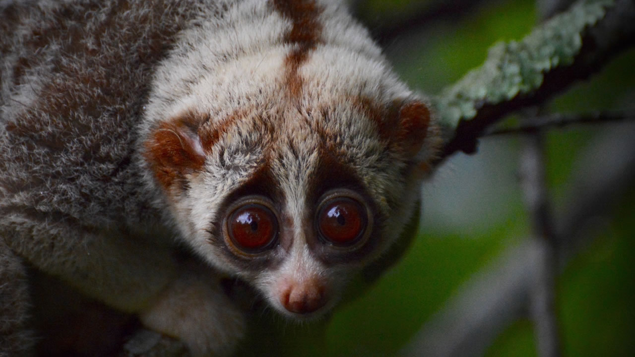 Hua Hin: Wildlife Friends Foundation Thailand Full-Day Visit Hua Hin: Wildlife Friends Foundation Thailand Full-Day Visit