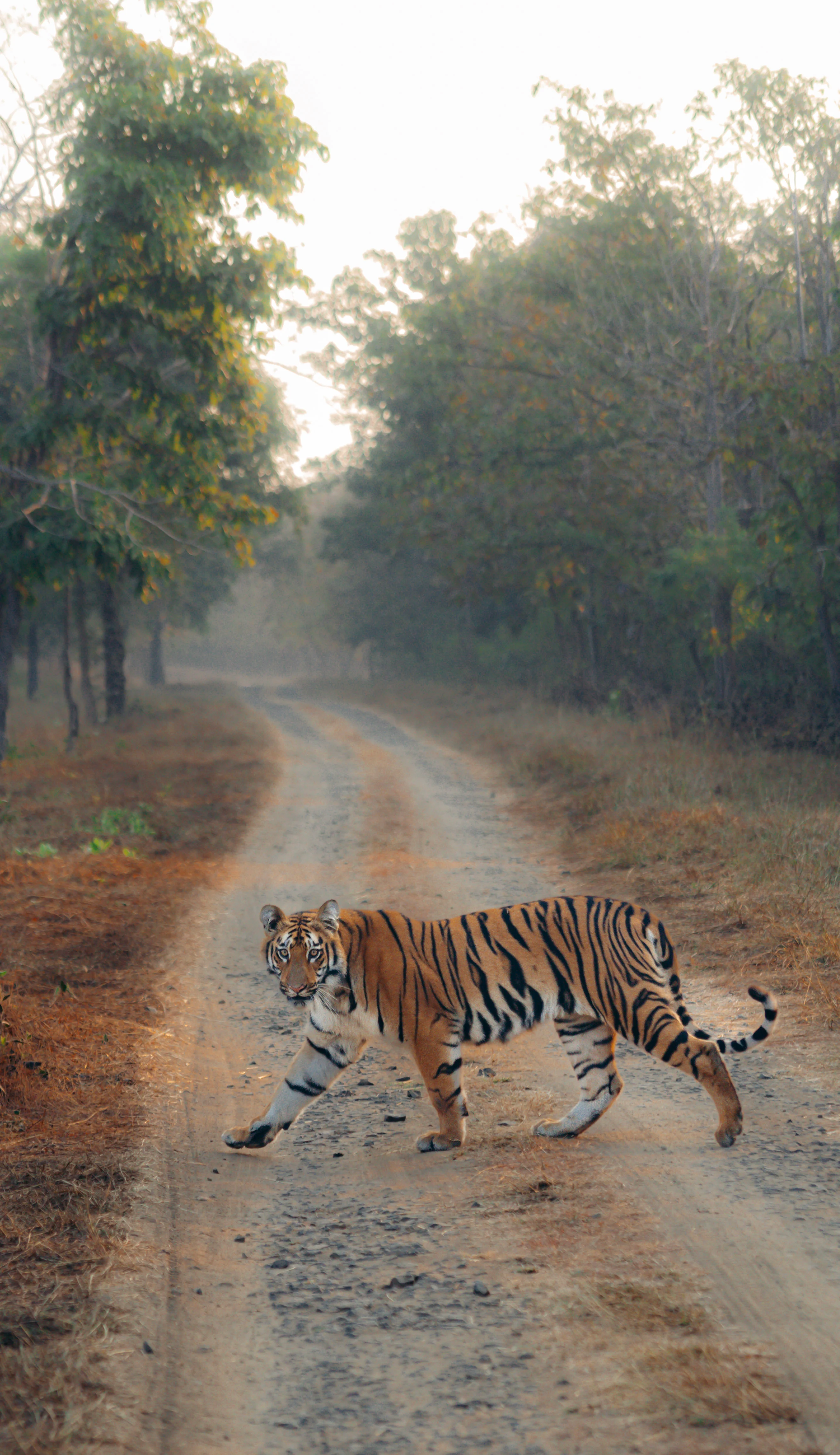 Tour privado de 4 días por la vida salvaje de Jaipur y Ranthambore