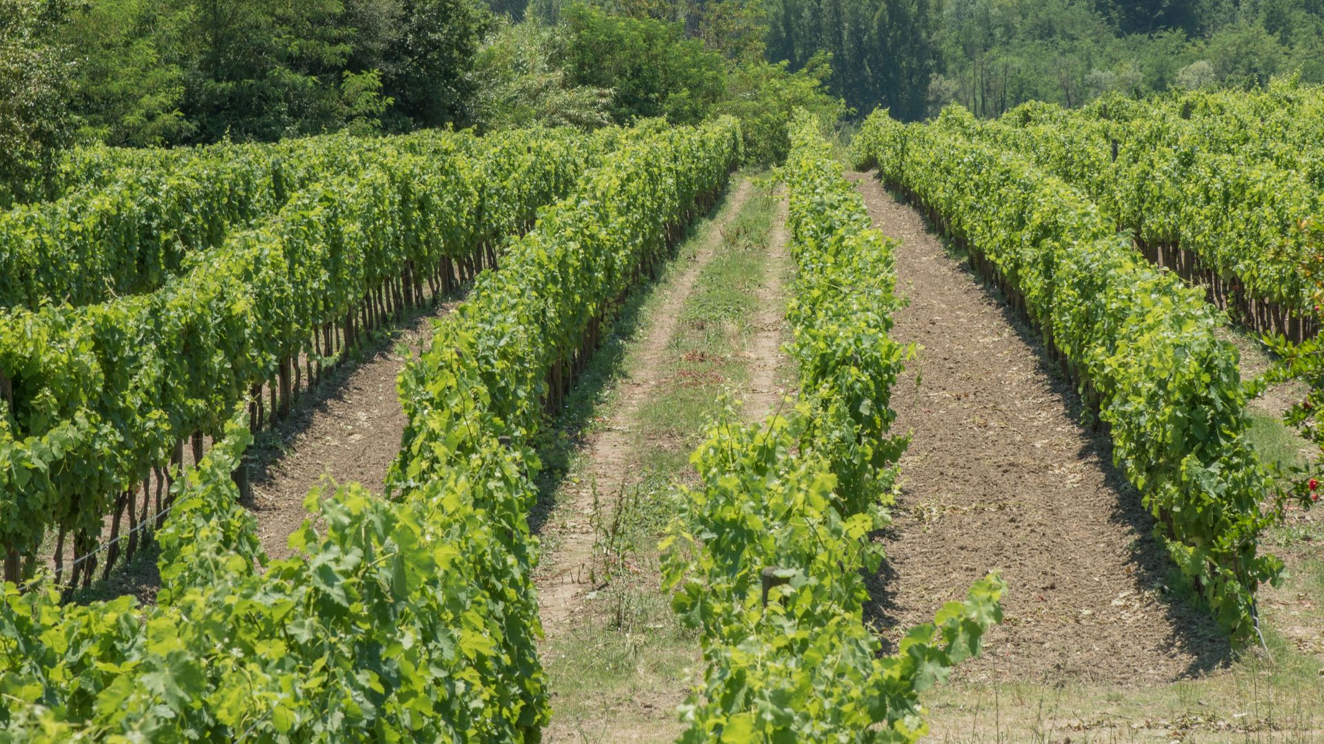 Irpinia: Wine tasting and guided tour - Photo 12