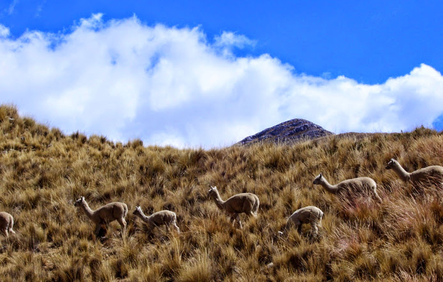 Lim-13 : Huancaya - Retiro Paraíso Escondido - Foto 3