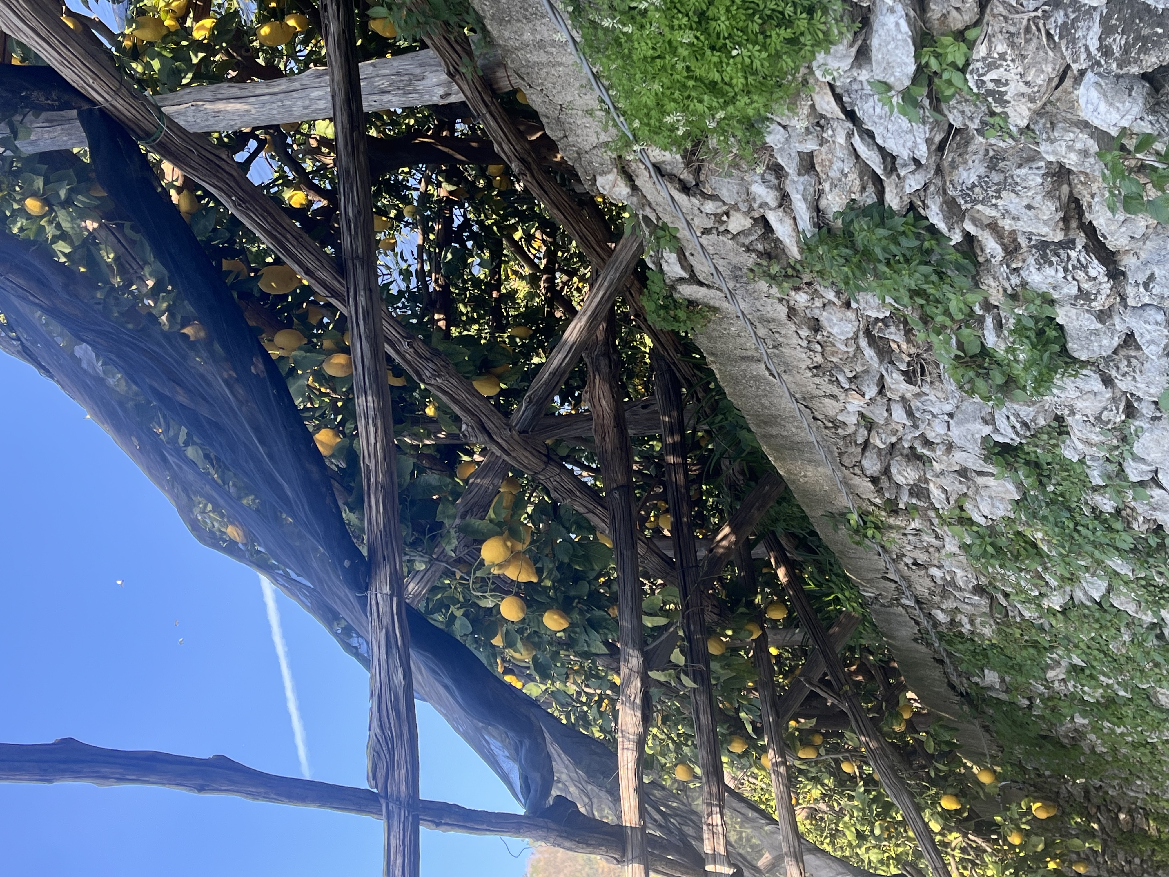 Lemon trees covered with netting on a stone wall, blue sky above.