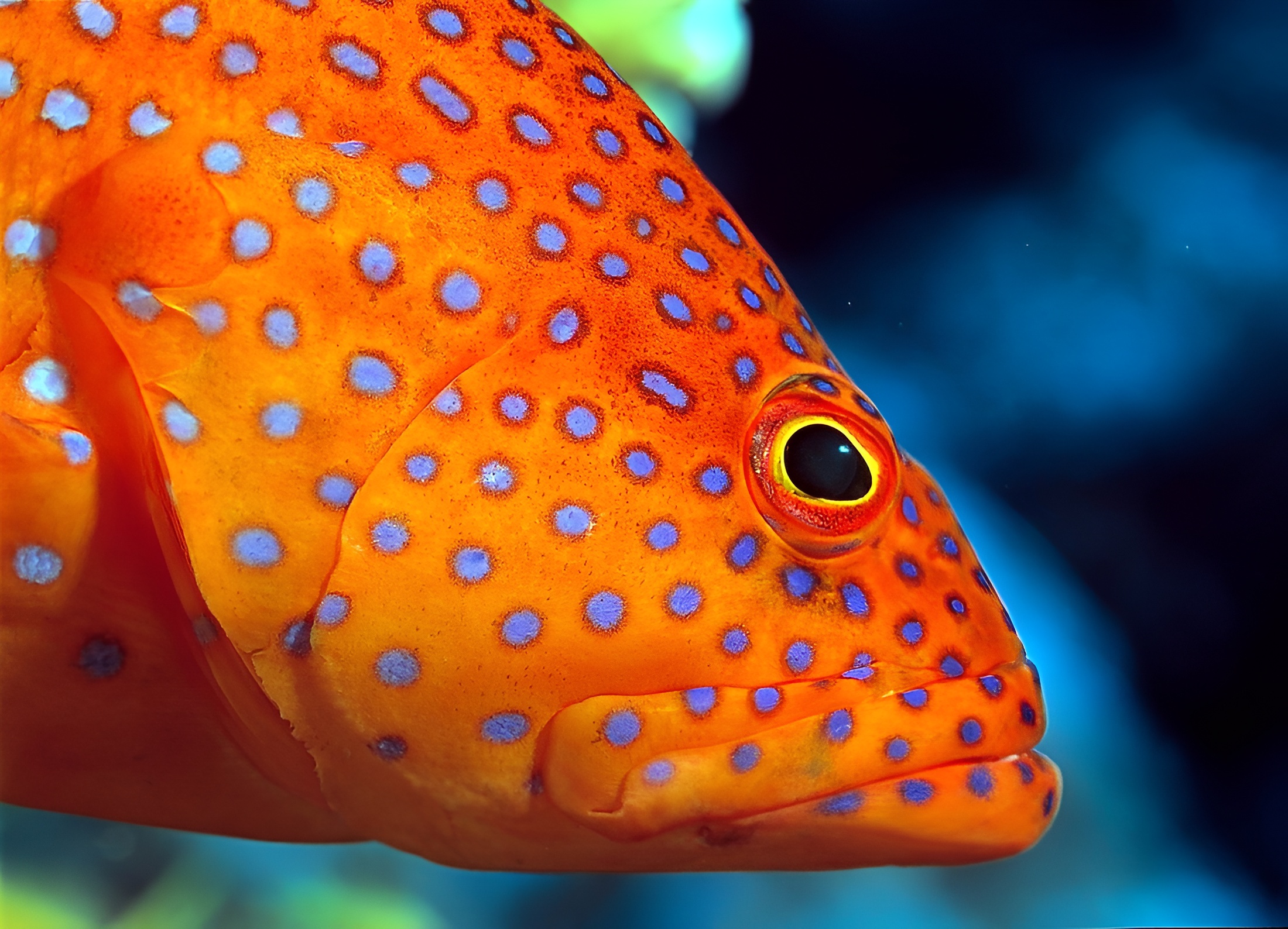 Lo mejor de 7 días de Marsa Alam y el Mar Rojo: buceo y snorkel en la isla - Foto 5