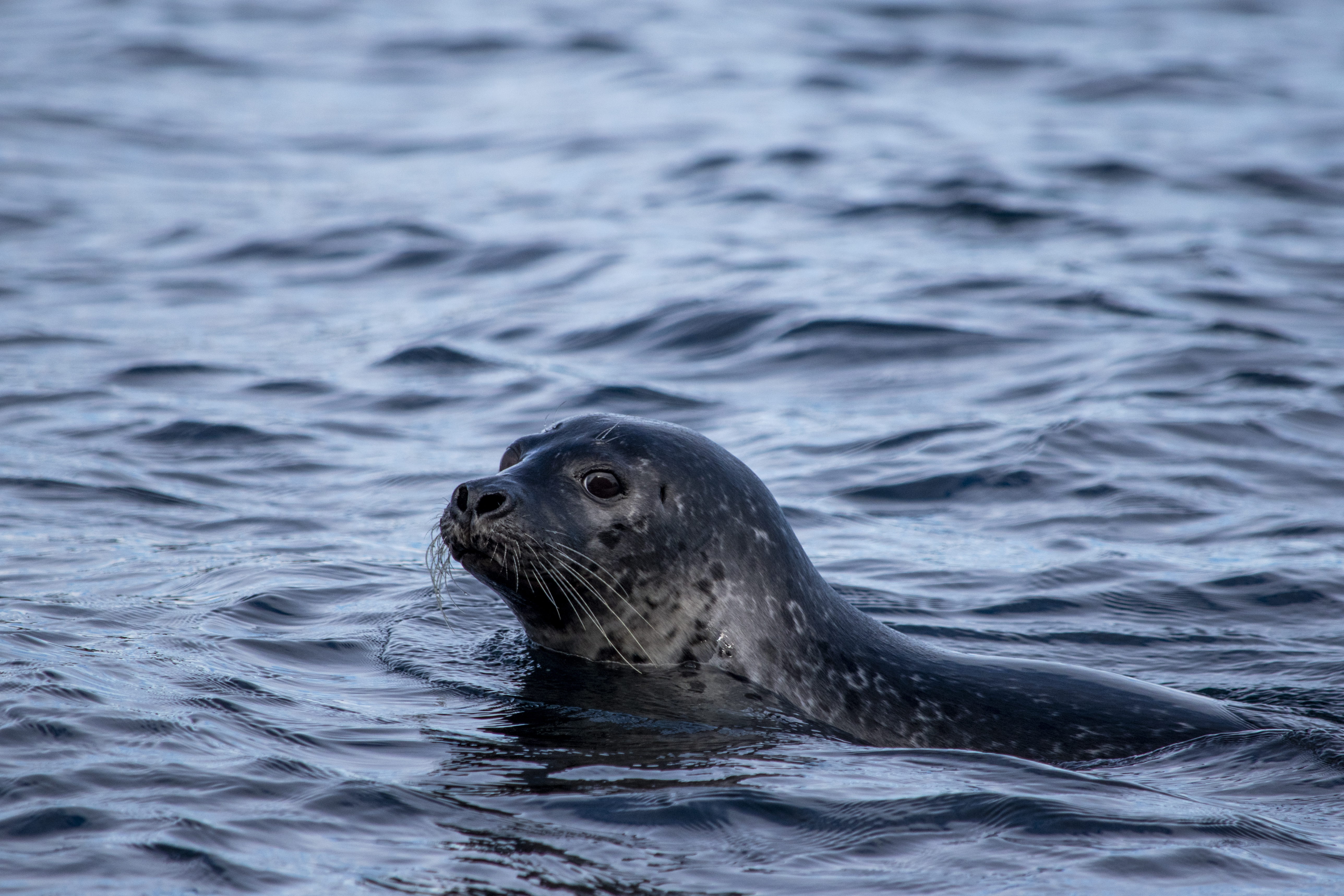 Secret Quest - photo 16