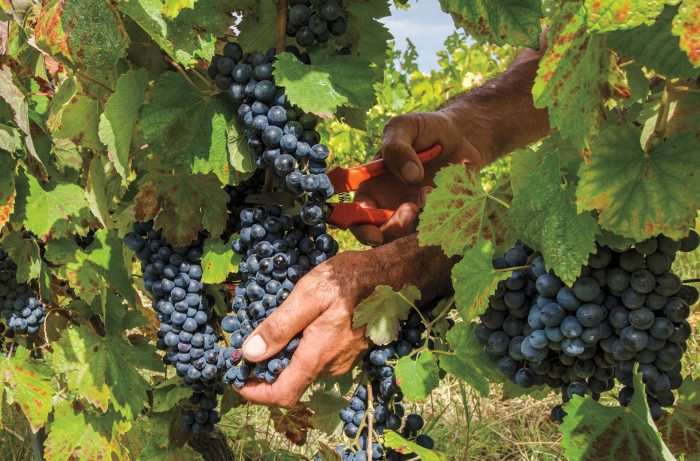 Tour de vino compartido de medio día Concha y Toro oferta de temporada