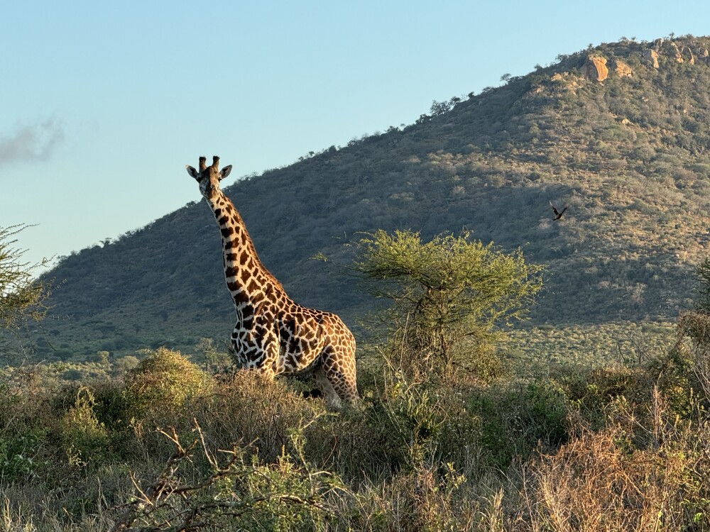 3-Day Private Masai Mara Safari from Nairobi – photo 4