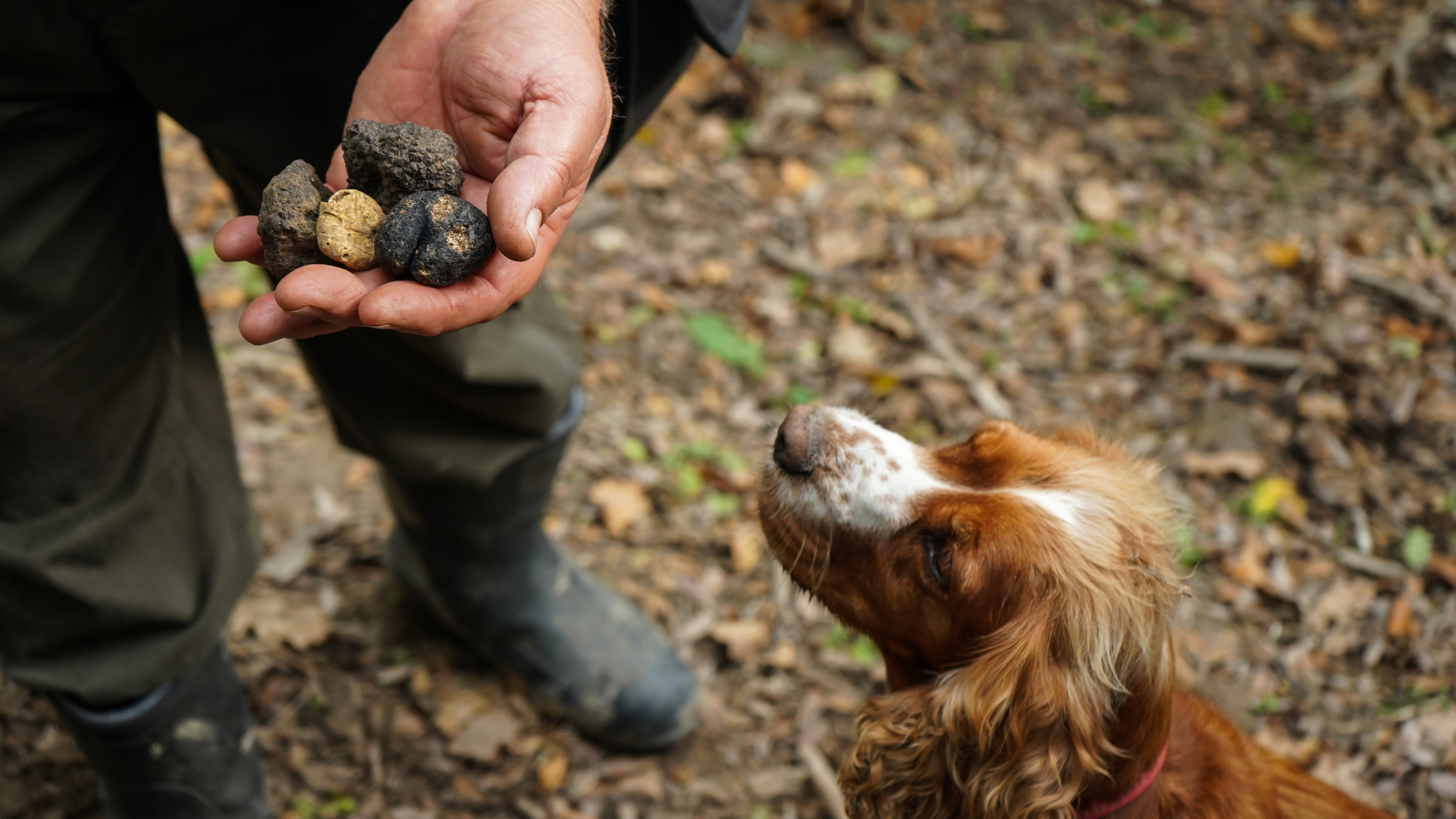 OT Truffle Hunting with Gourmet Truffle Lunch in a Winery of San Gimignano from Florence – Image 3 | WeShare