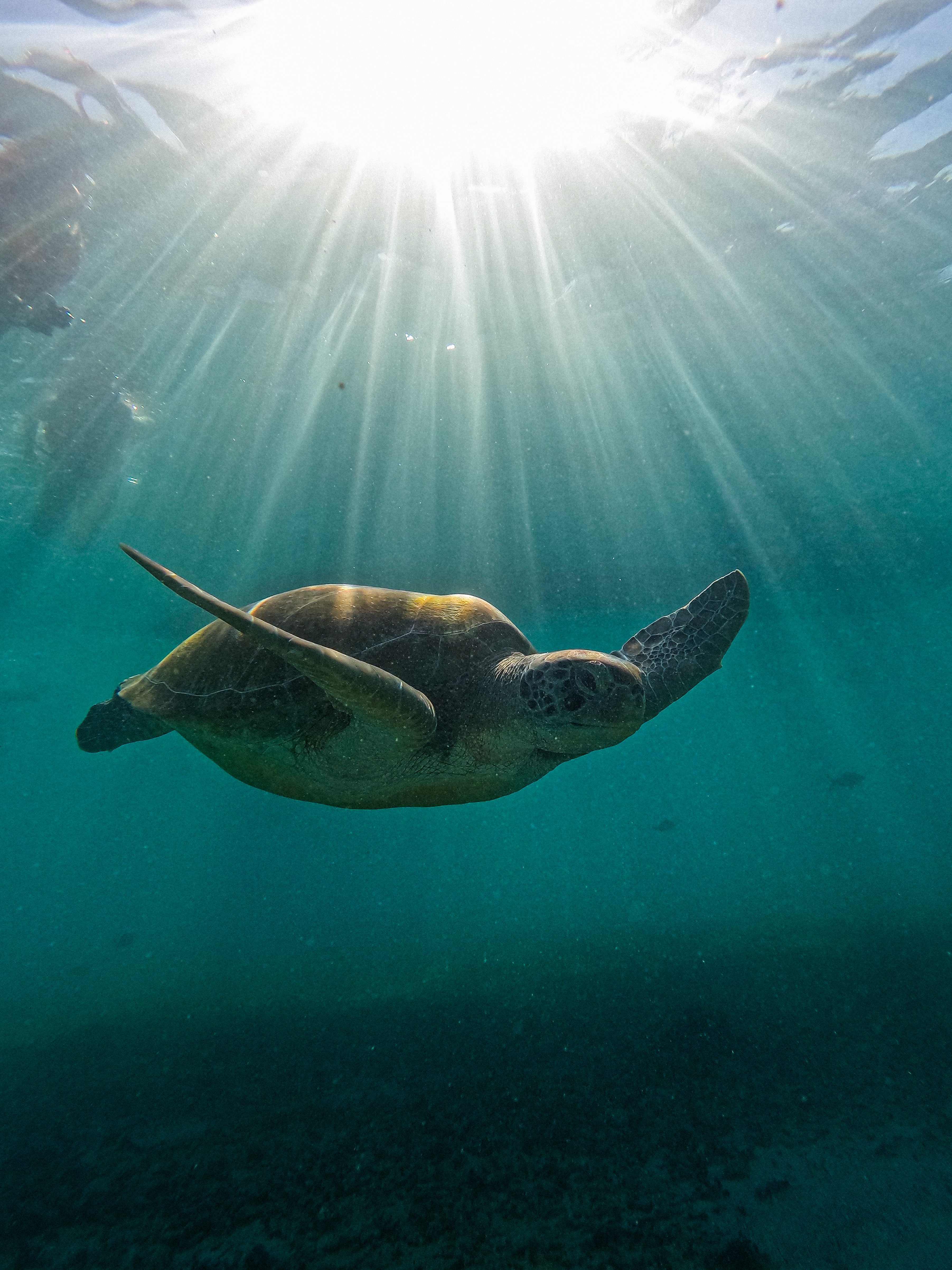 2 horas de Snorkeling en dos puntos del arrecife de Tulum — 58/78