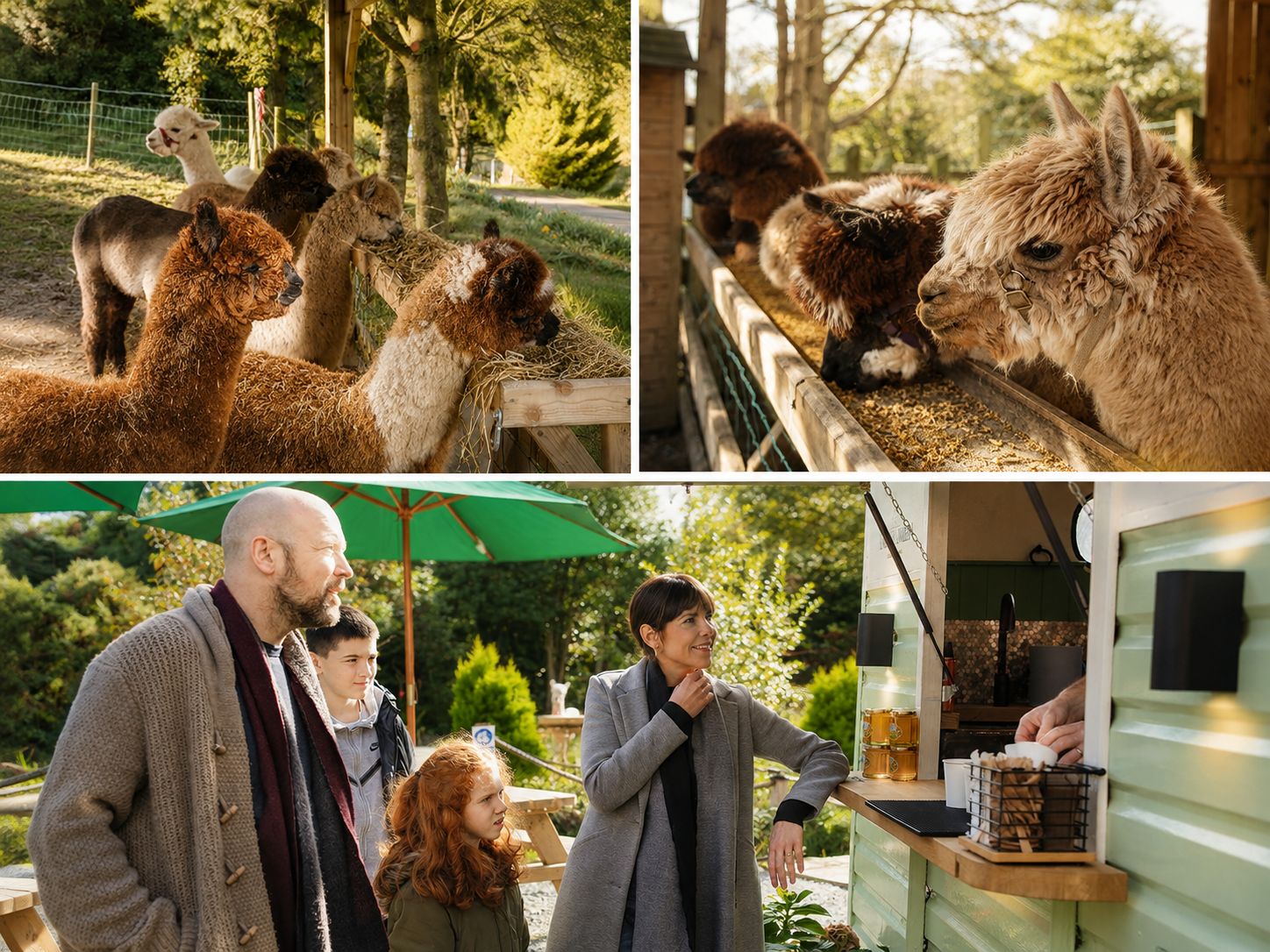 Alpaca Meet & Interact Session, Fairy House Nature Trail & Coffee Trailer – photo 2