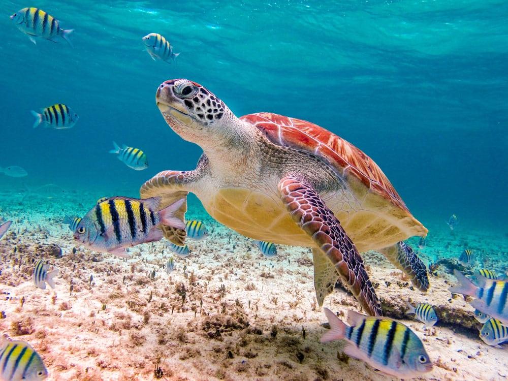 Excursión a Tulum y Akumal — 13/13