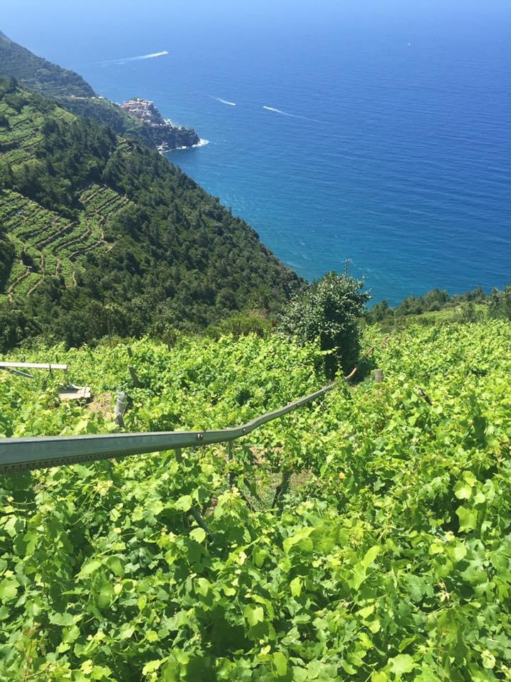 Cinque Terre Day Trip from Florence with Via dell’Amore Walk - Photo 8