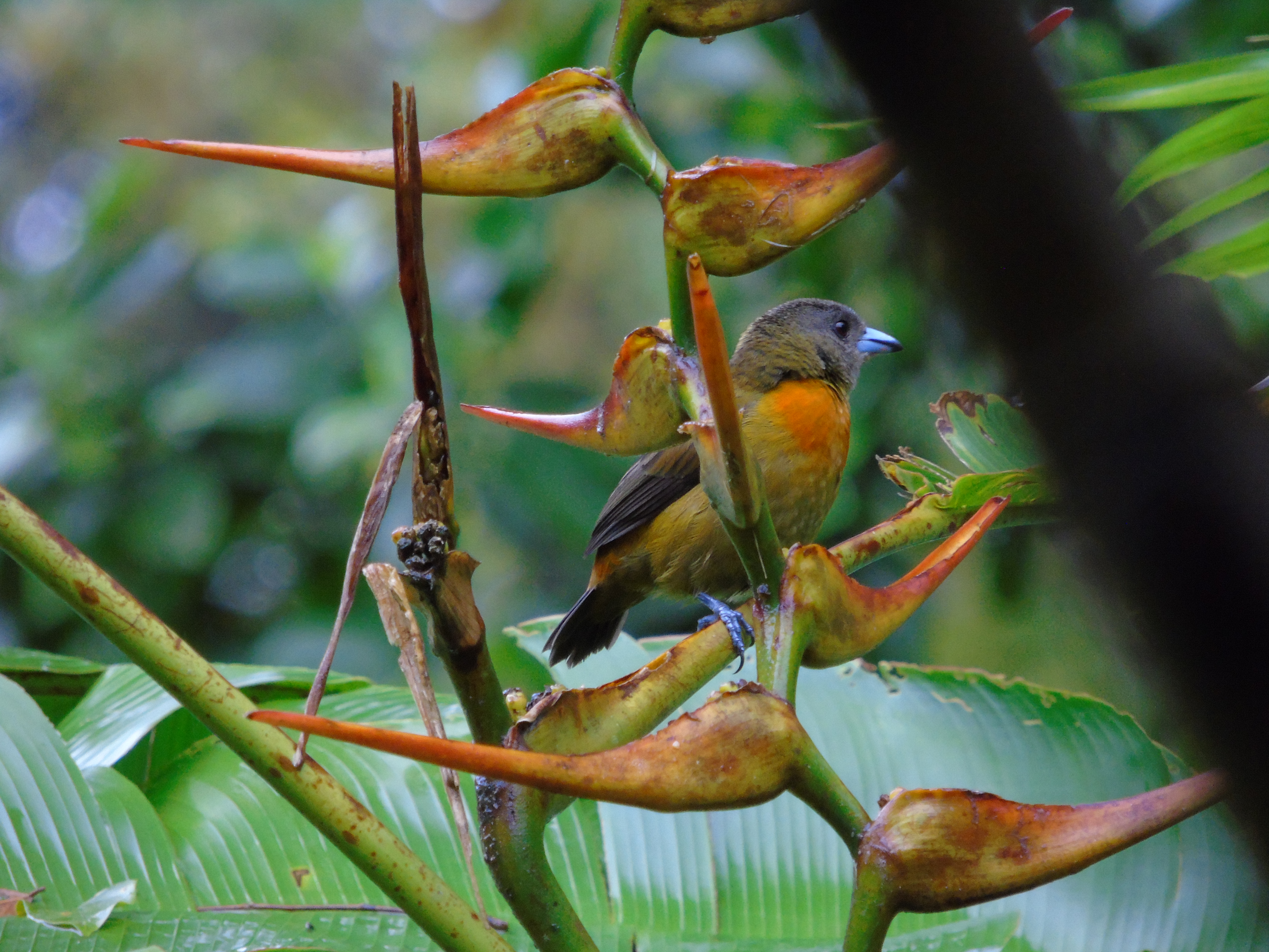 Bird Watching Tour 4