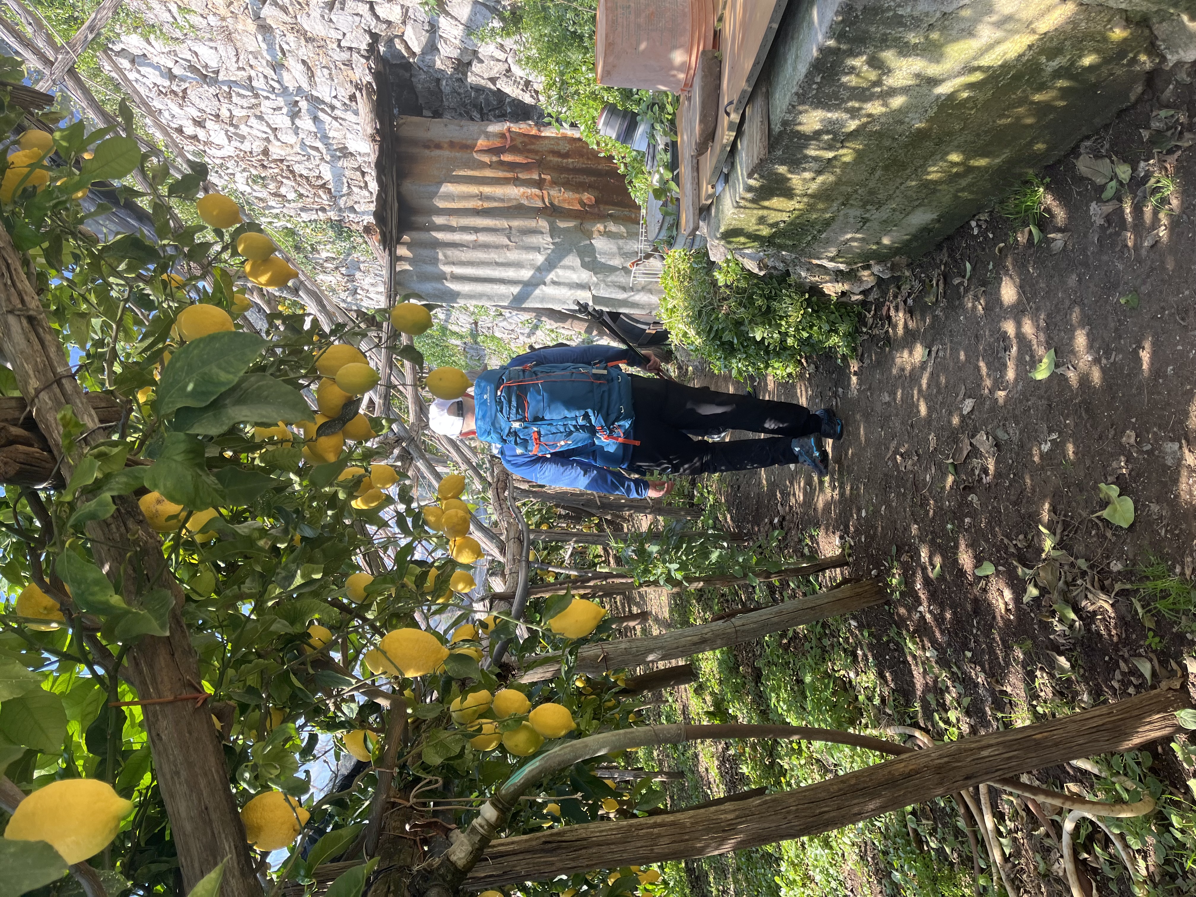 Person walking under lemon trees in a garden with stone walls.