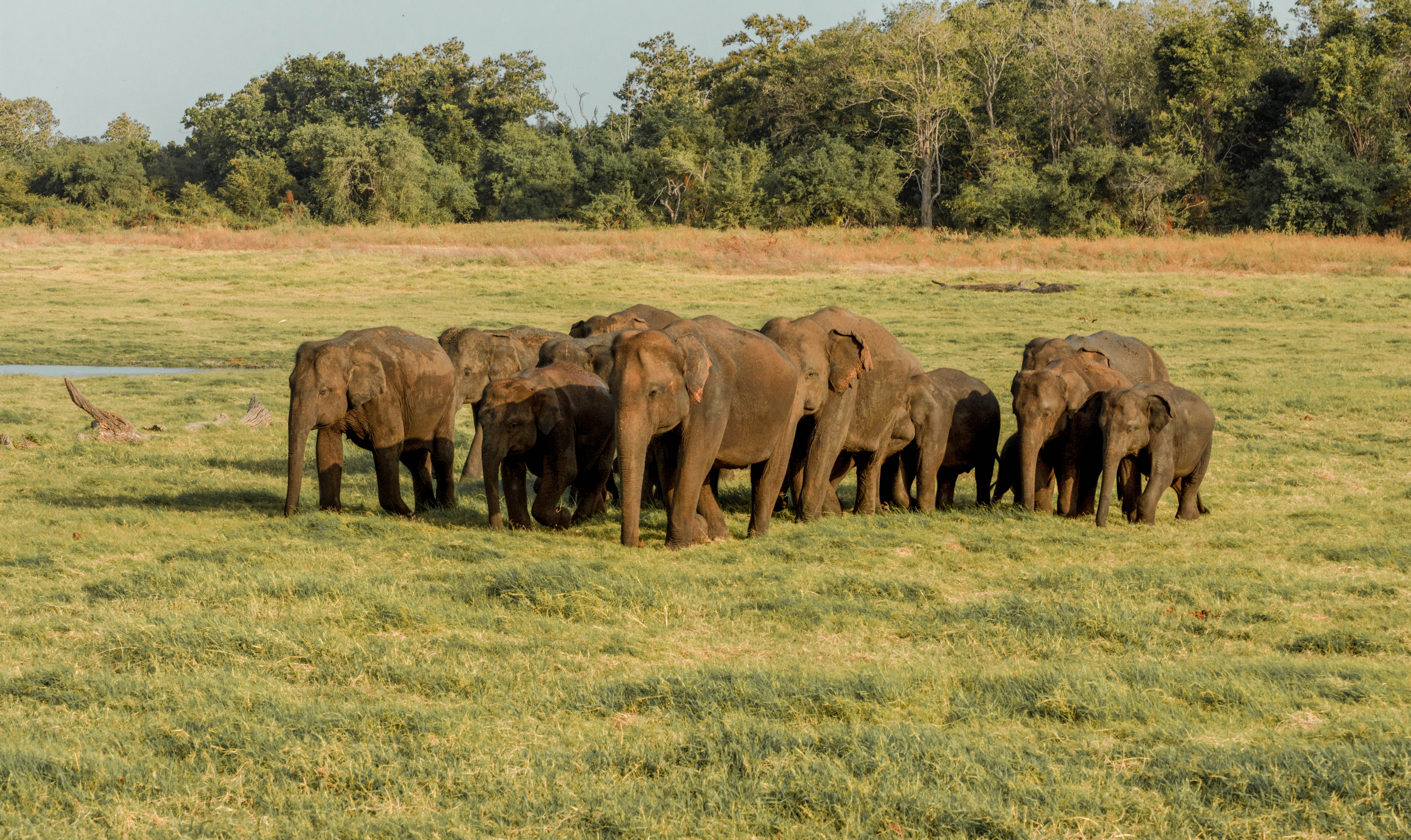 Minneriya National Park Private Safari with Naturalist