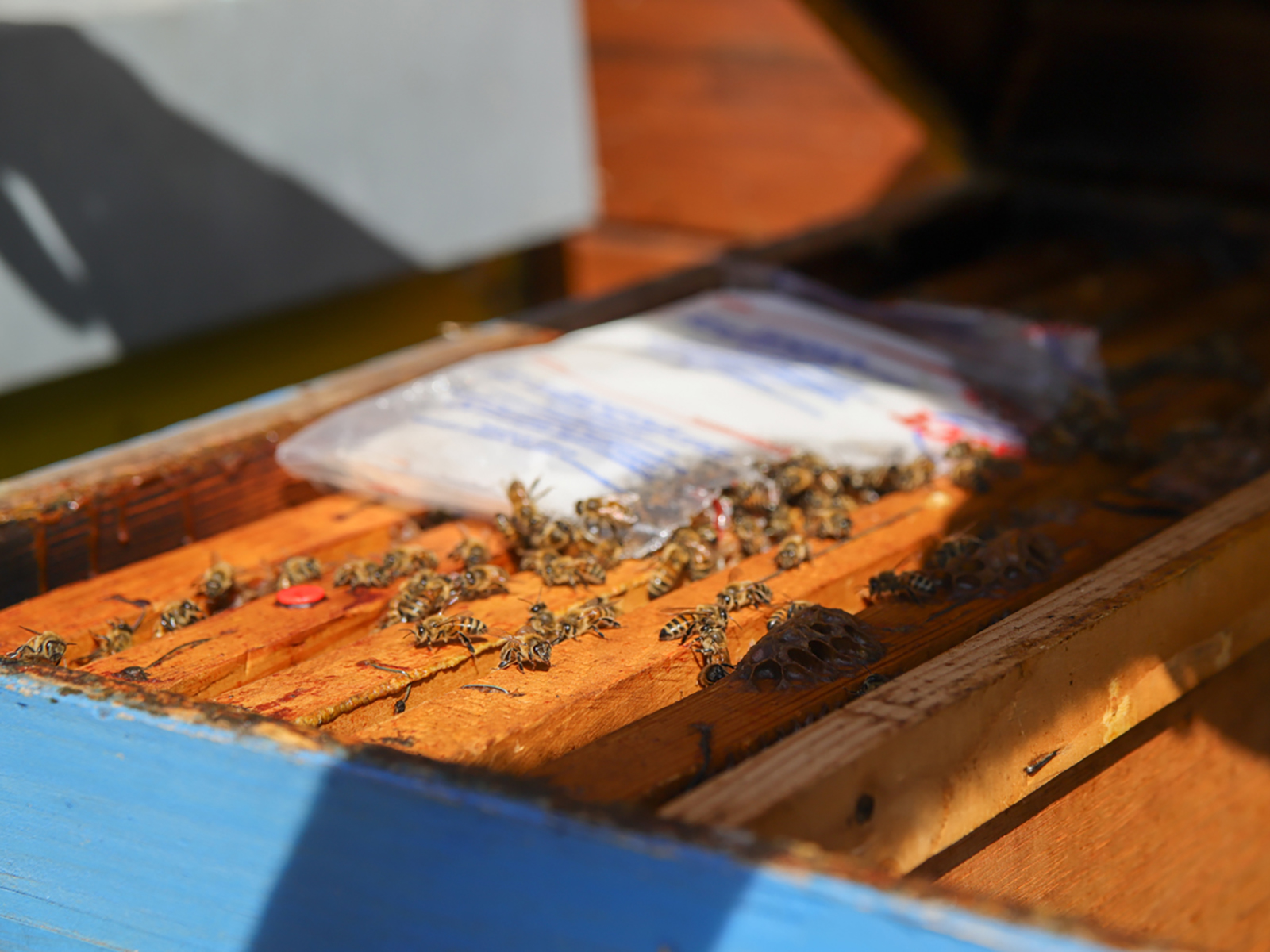 Beekeeping Farm Tour and Tasting Experience - Photo 11