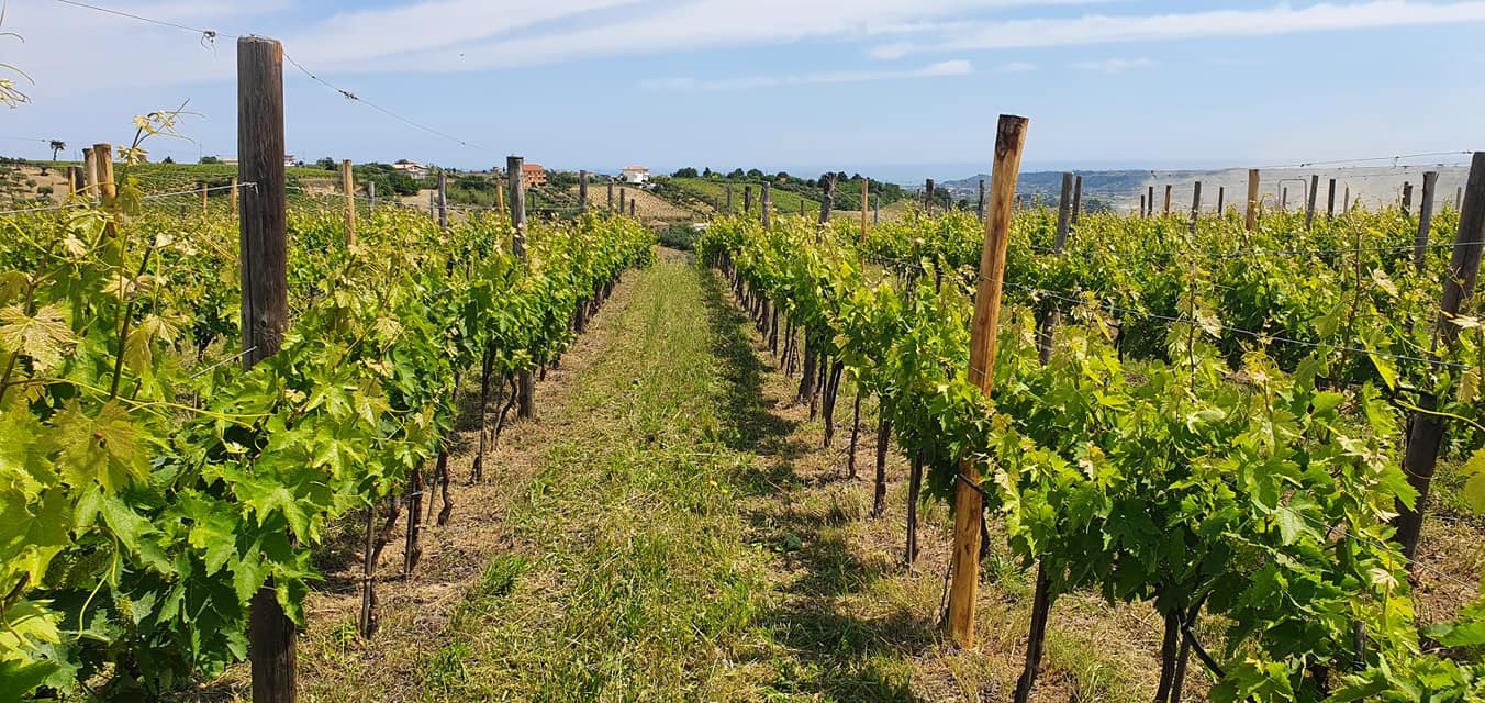 Visita la cantina Pian di Mare