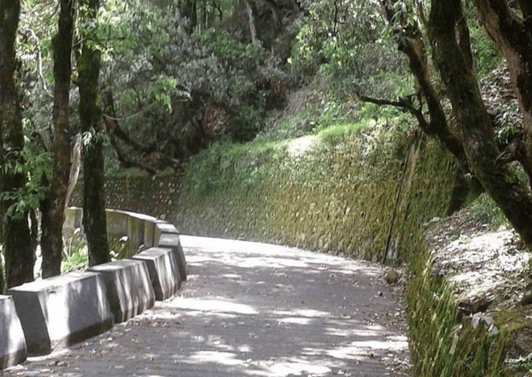 Nature Walk of Mussoorie (2 Hours Guided Walking Tour) - Photo 8