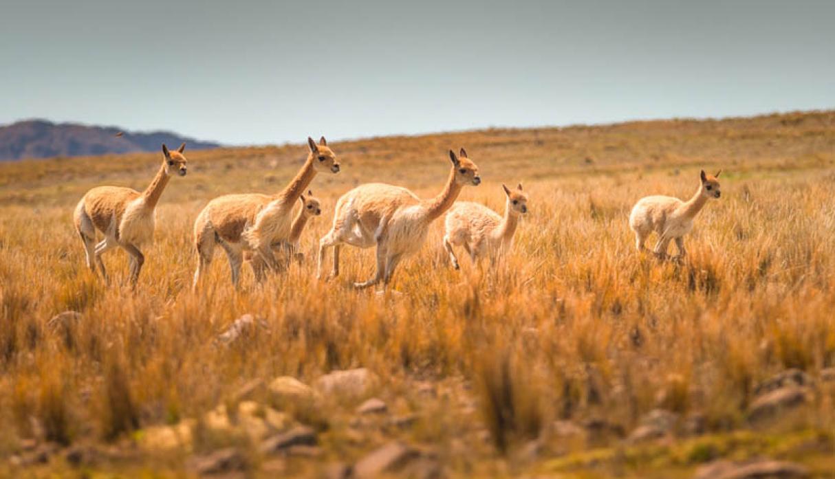 Naz-05 : Reserva Nacional Pampas - Santuario Vicuña Lama - Foto 5