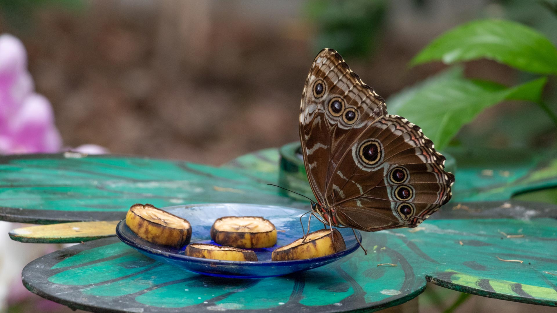 Alghero: visit to the Butterfly House - Photo 20