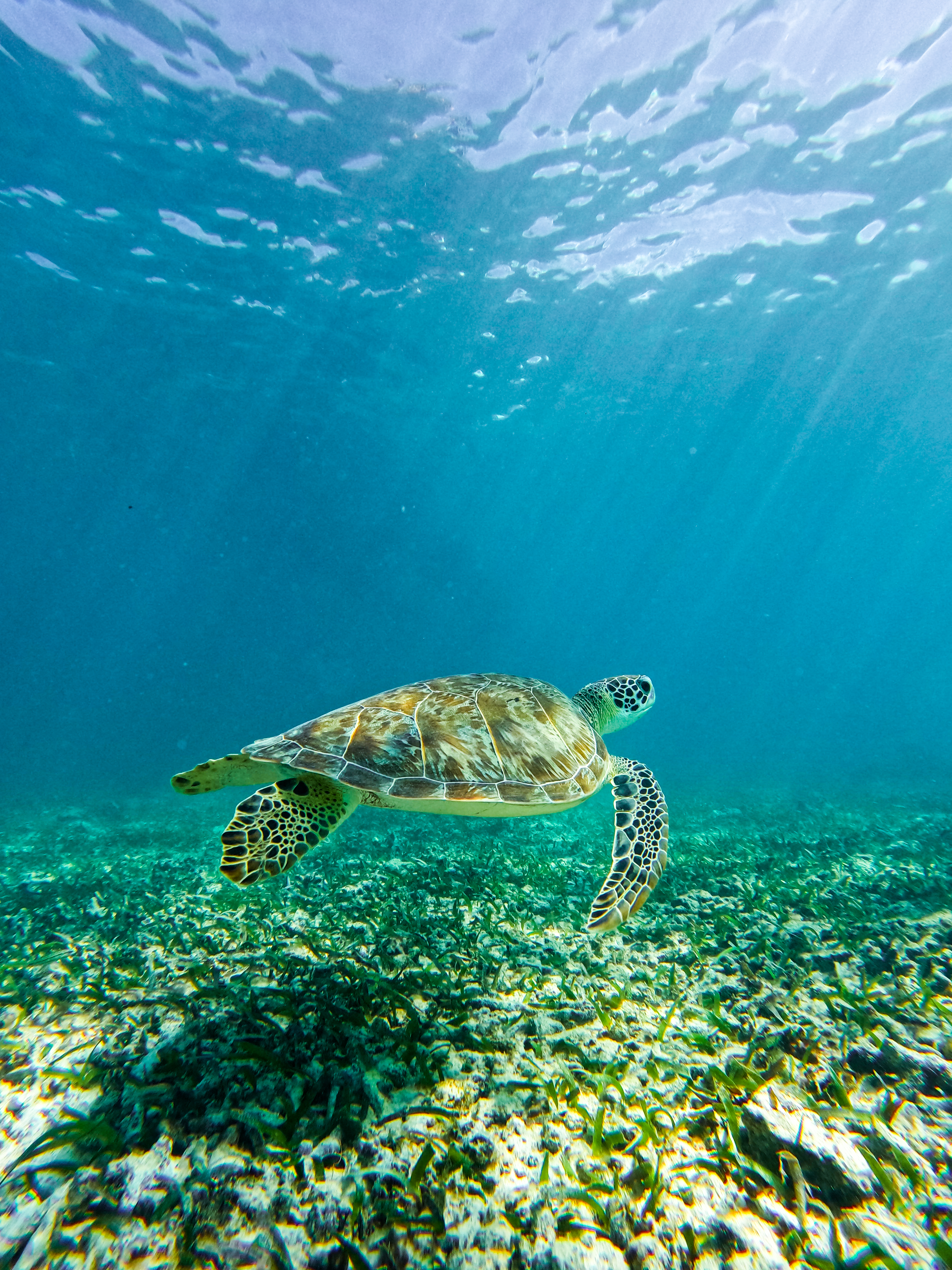 1.5 hours Snorkeling at Tulum's paradise reef — 62/92
