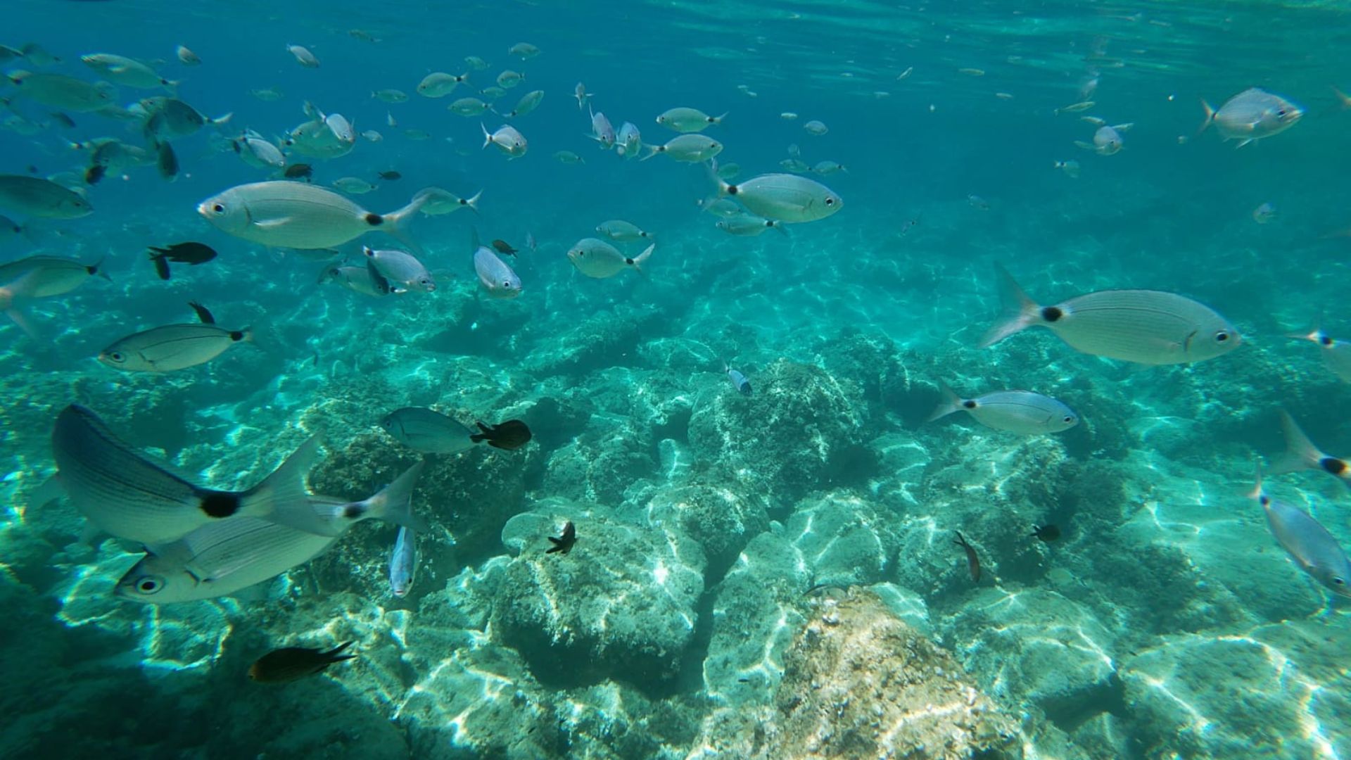 Alghero: dinghy tour with snorkeling in Porto Conte and Capo Caccia - Photo 8