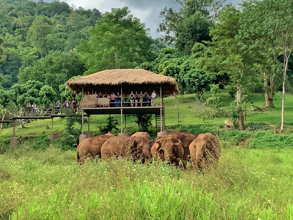 Chiang Mai:Etkili Fil Gözlemi Doğa Parkı Ziyareti