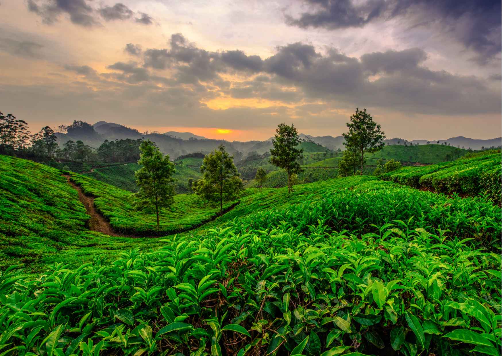 Day Trip to Munnar (Guided Sightseeing Tour by Car from Madurai) - Photo 7