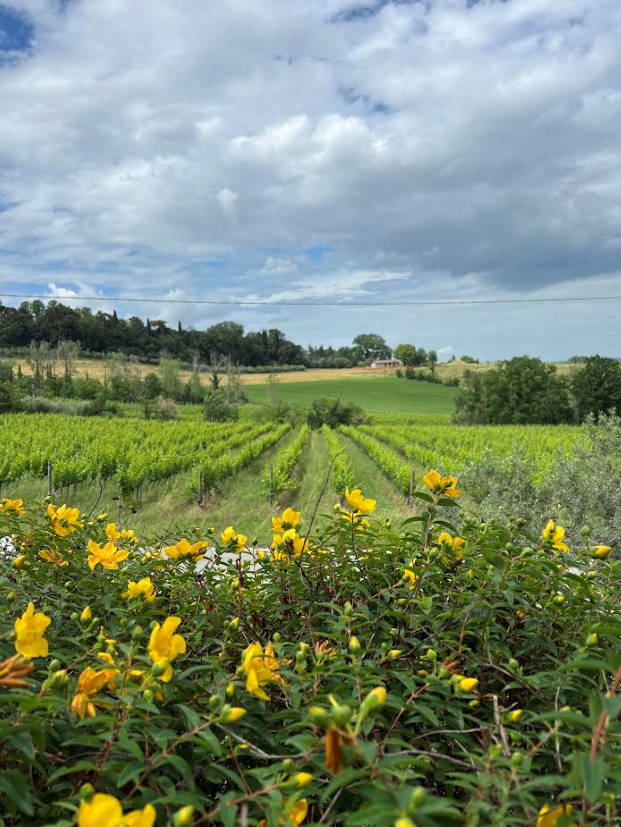 Discover Italian Wines: Exclusive tasting of 3 glasses of wine and olive oil at Tenuta La Viola - Photo 3