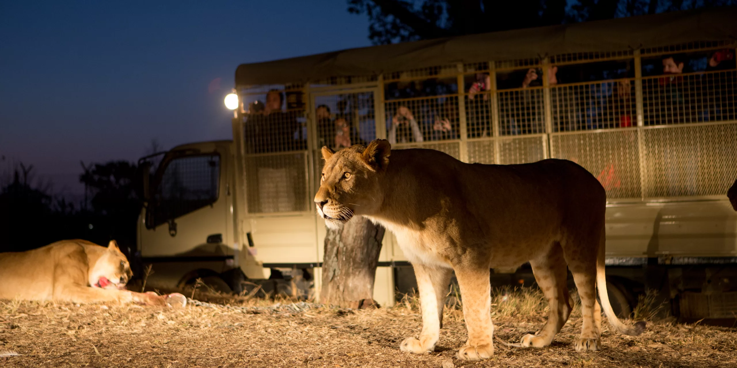 Tour León y Safari