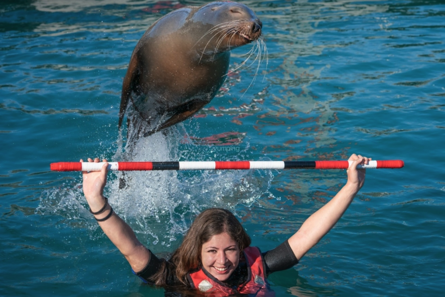 Interacción con leones marinos en Caleta de Fuste