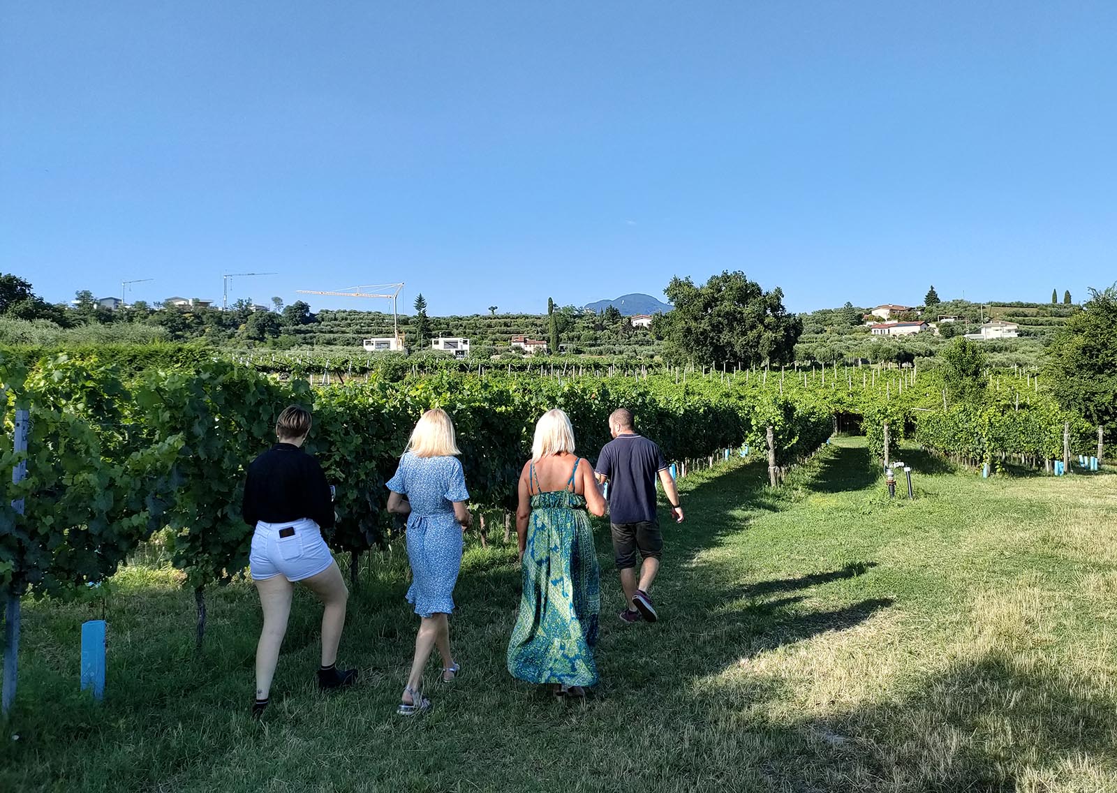 Vineyard tour and tasting of Garda Wines in Cavaion Veronese - Photo 4