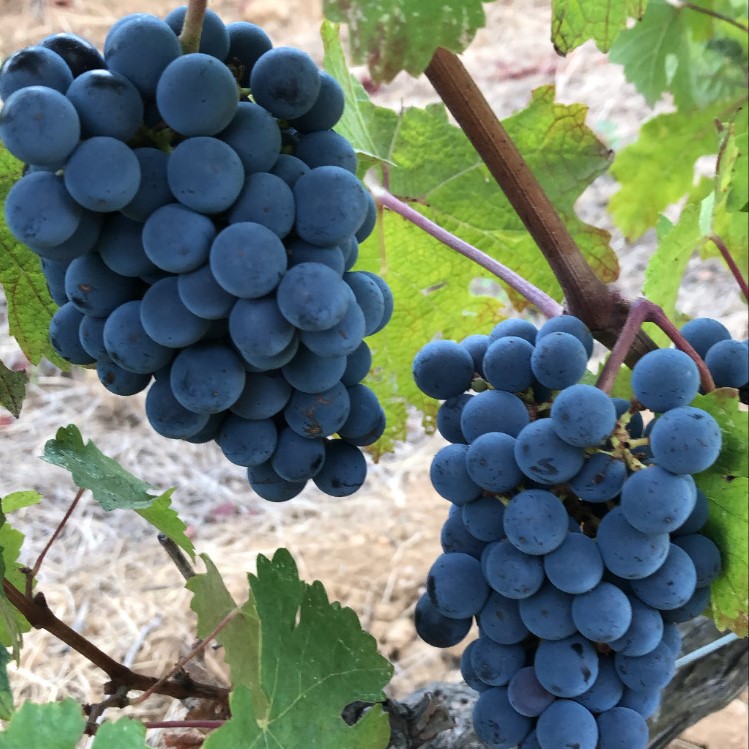 Wine tour in Saint tropez country side - AOP Côtes de provence – Image 2 | WeShare