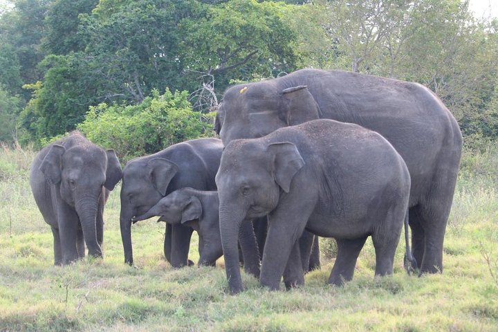 Wildlife and World Heritage Tour from Galle (2 Days)