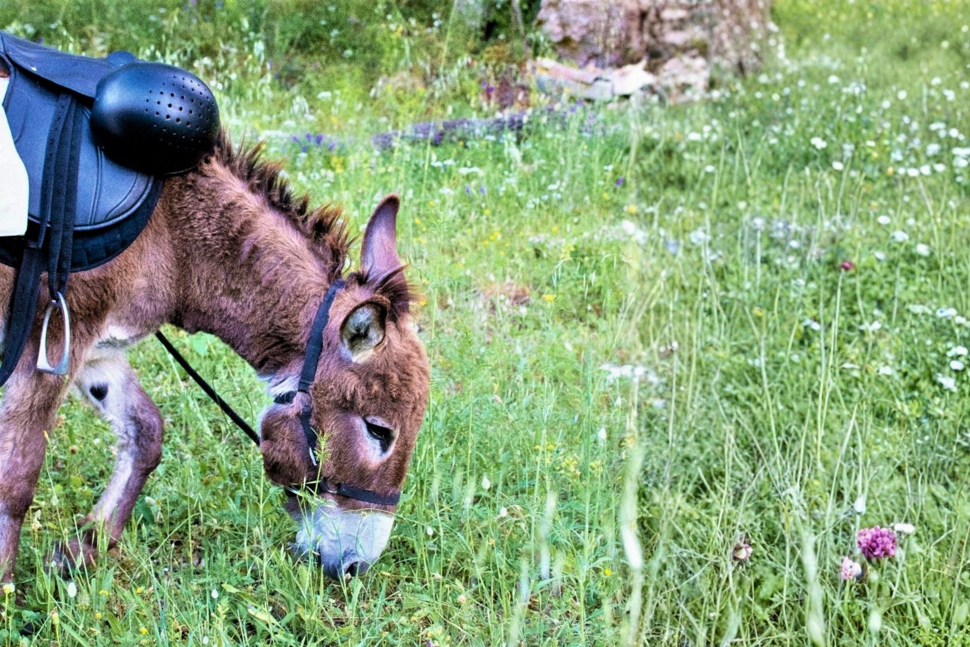 Sassari: hiking with donkeys in Cargeghe and aperitif - Photo 5