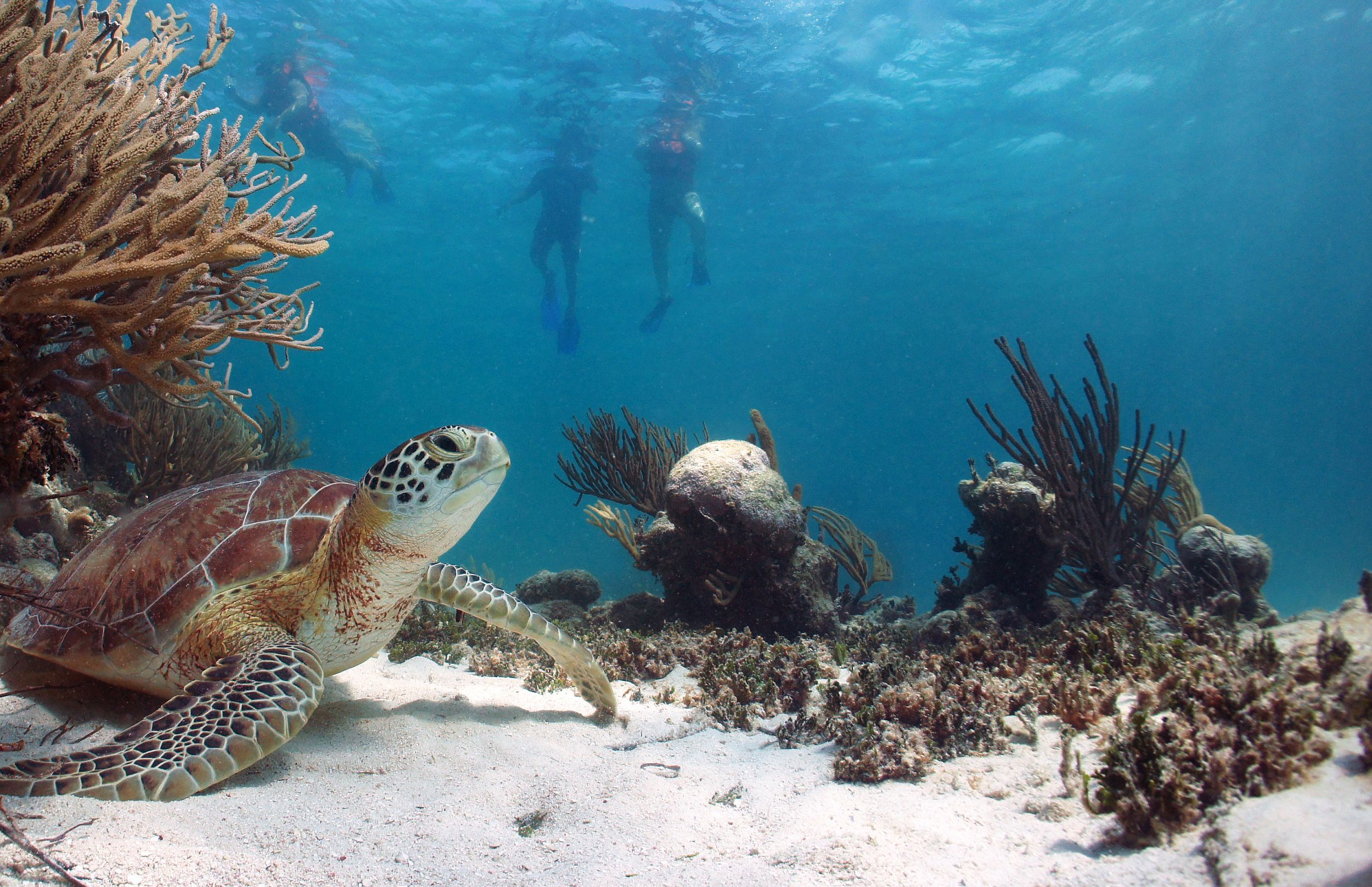 Desde Cancún: Tulum, cenote Mariposa y nada con tortugas en Akumal — 4/15