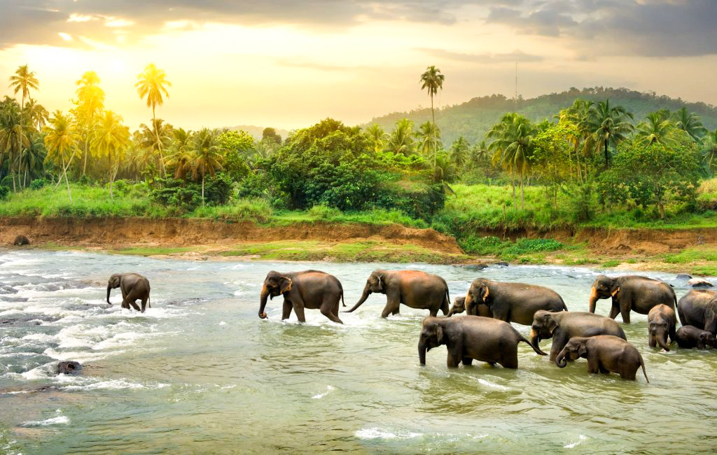 Elephant Explorer Tour from Udawalawe