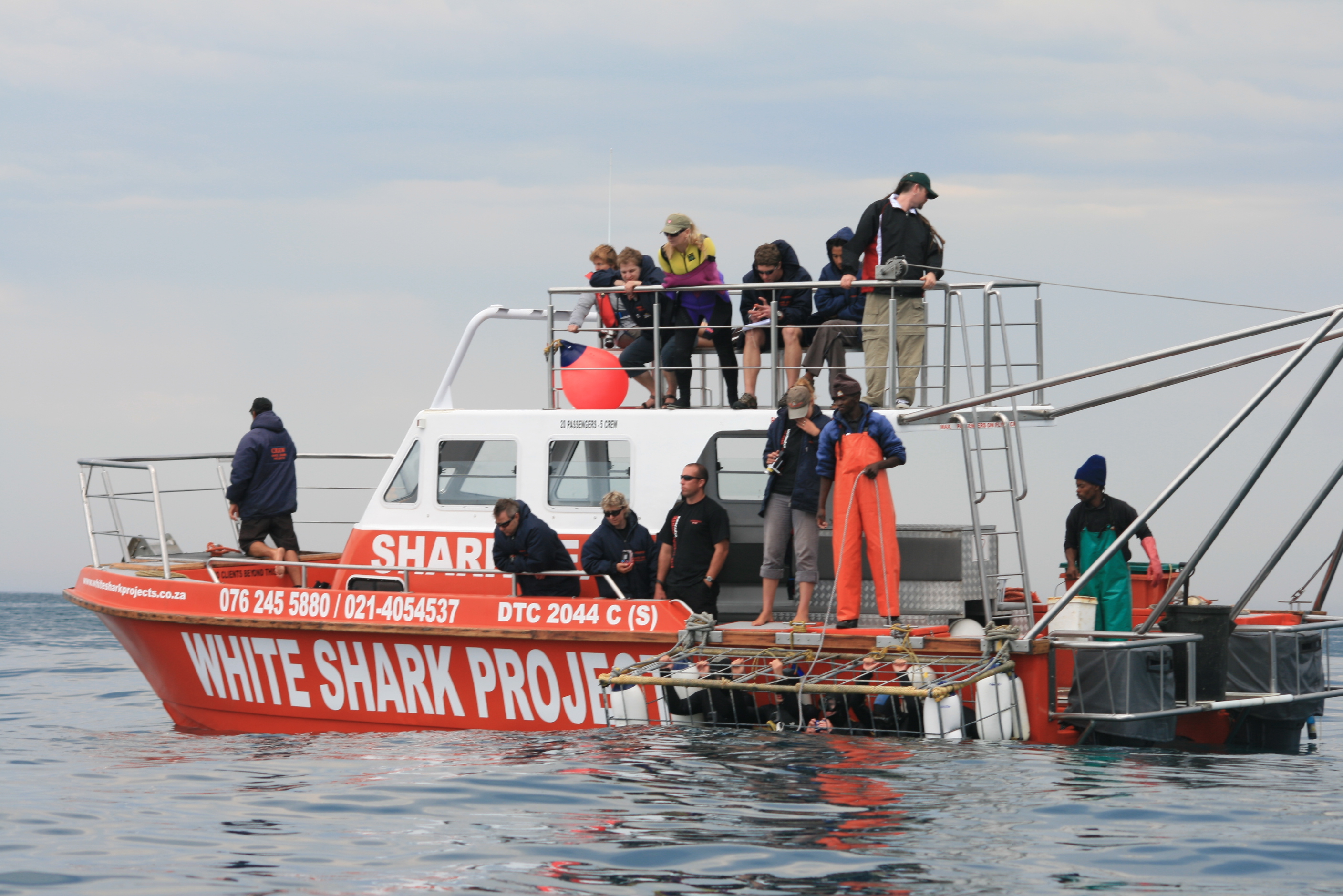 Viaje privado de buceo en jaula de tiburones con barco privado y traslados
