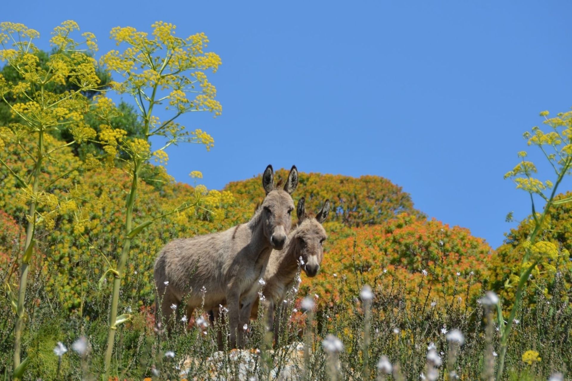 Rent an e-bike and discover Asinara from Porto Torres - Photo 8