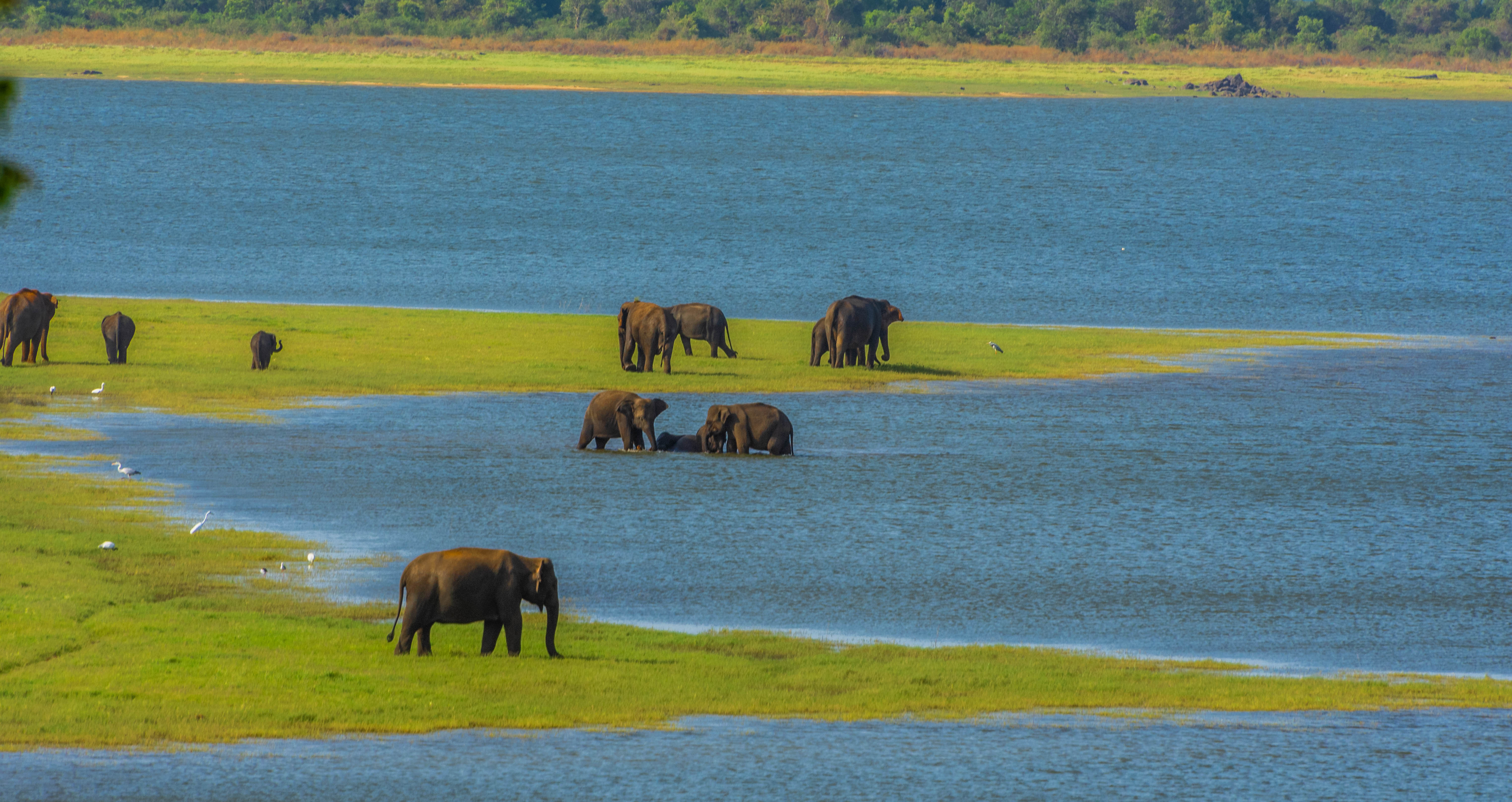 Minneriya National Park Private Safari with Naturalist