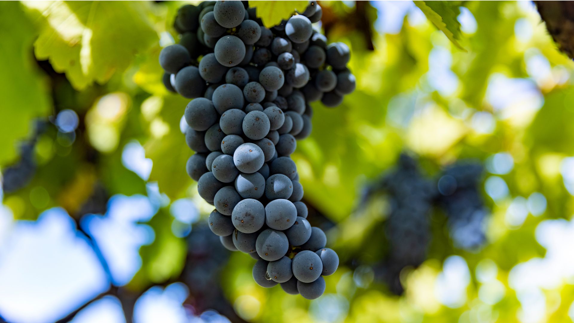 Irpinia: Wine tasting and guided tour - Photo 17