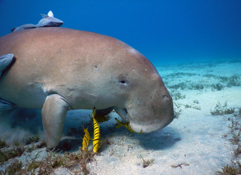 Abu Dabbab Snorkeling Trip from Port Ghalib.